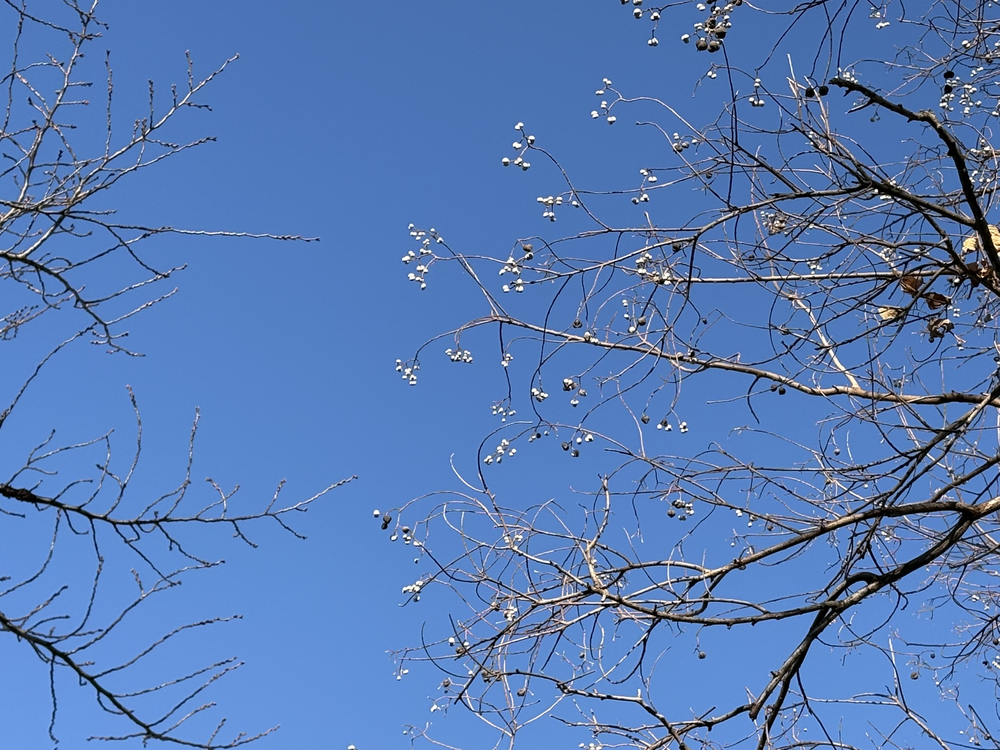 白い豆菓子の様なナンキンハゼの実 2026-01-03