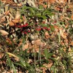 01-03マンリョウ