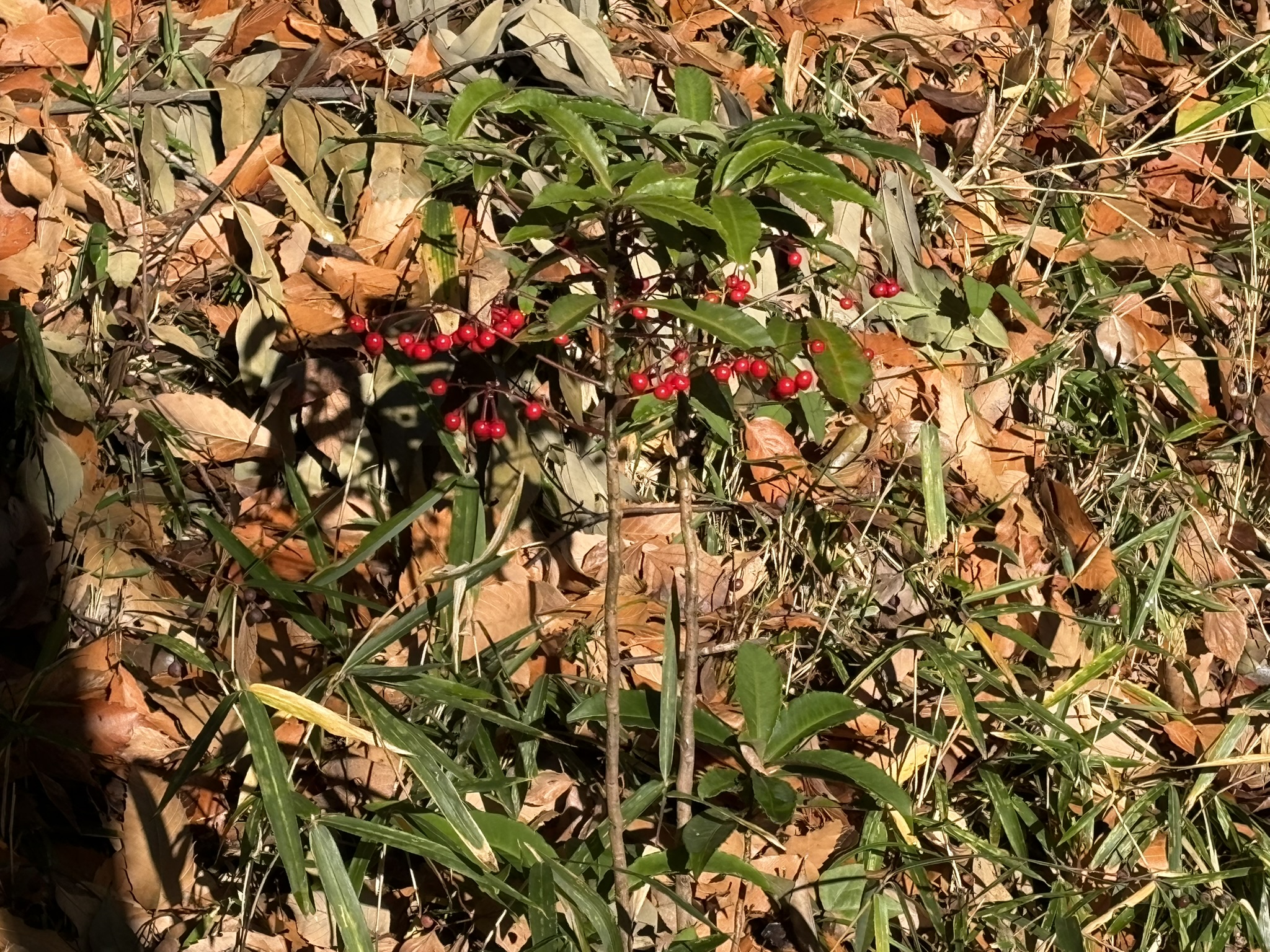 朝の光に輝くマンリョウ 2026-01-03