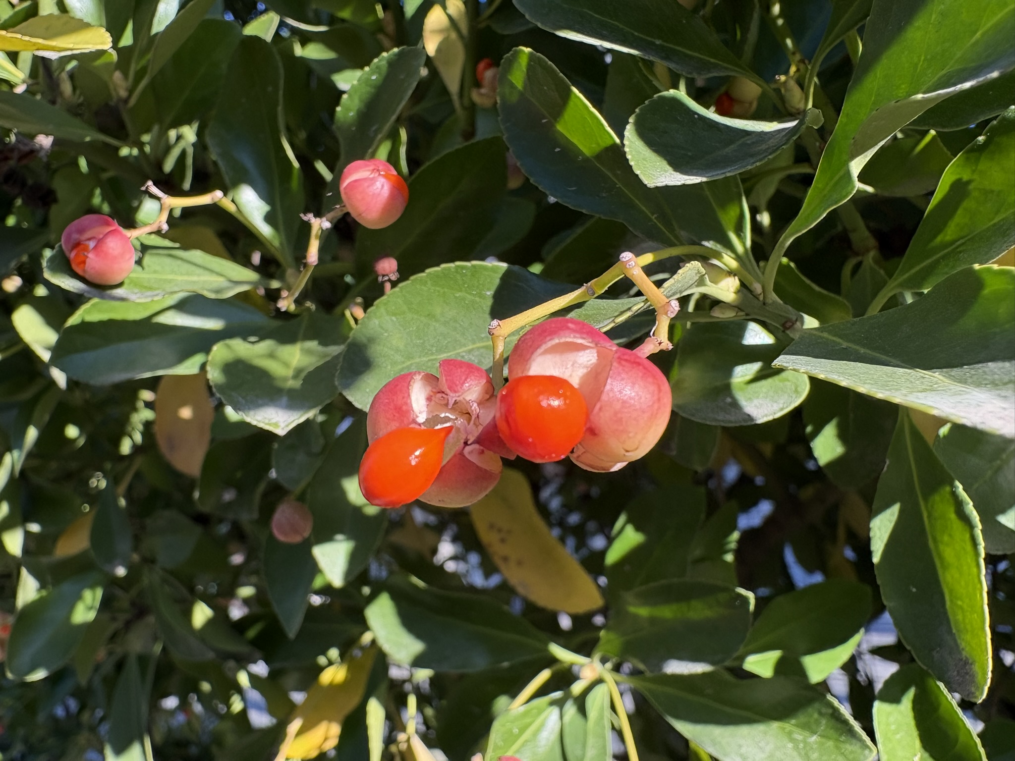 鮮やかな色で鳥を誘うマサキの蒴果 2026-01-04