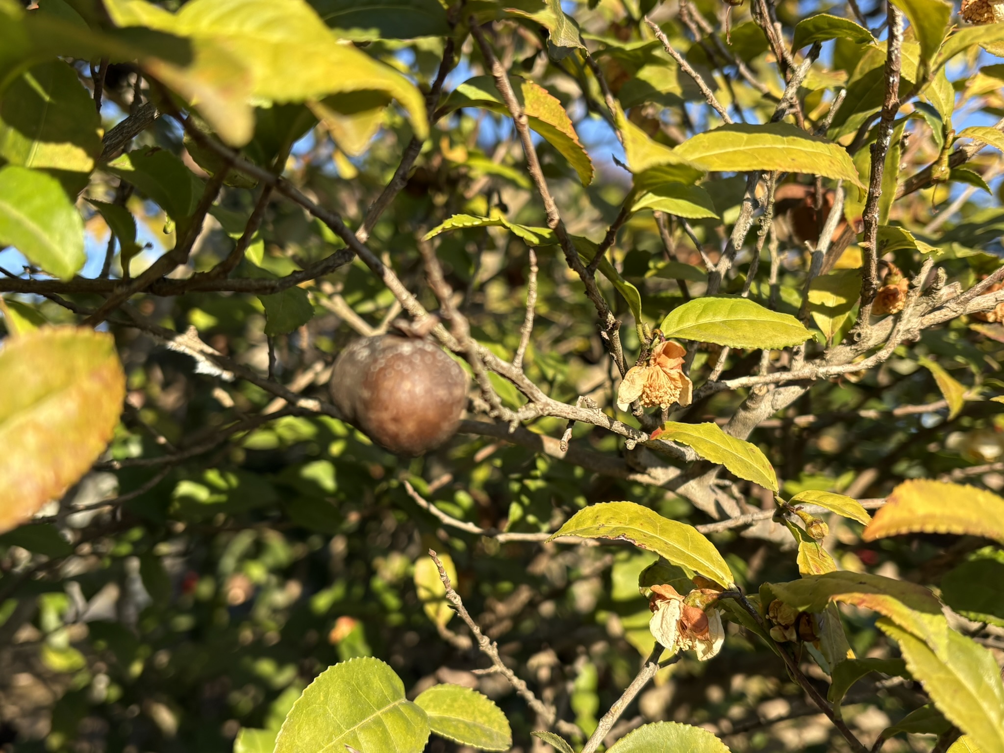 一年かけて成熟するチャノキの種 2026-01-06