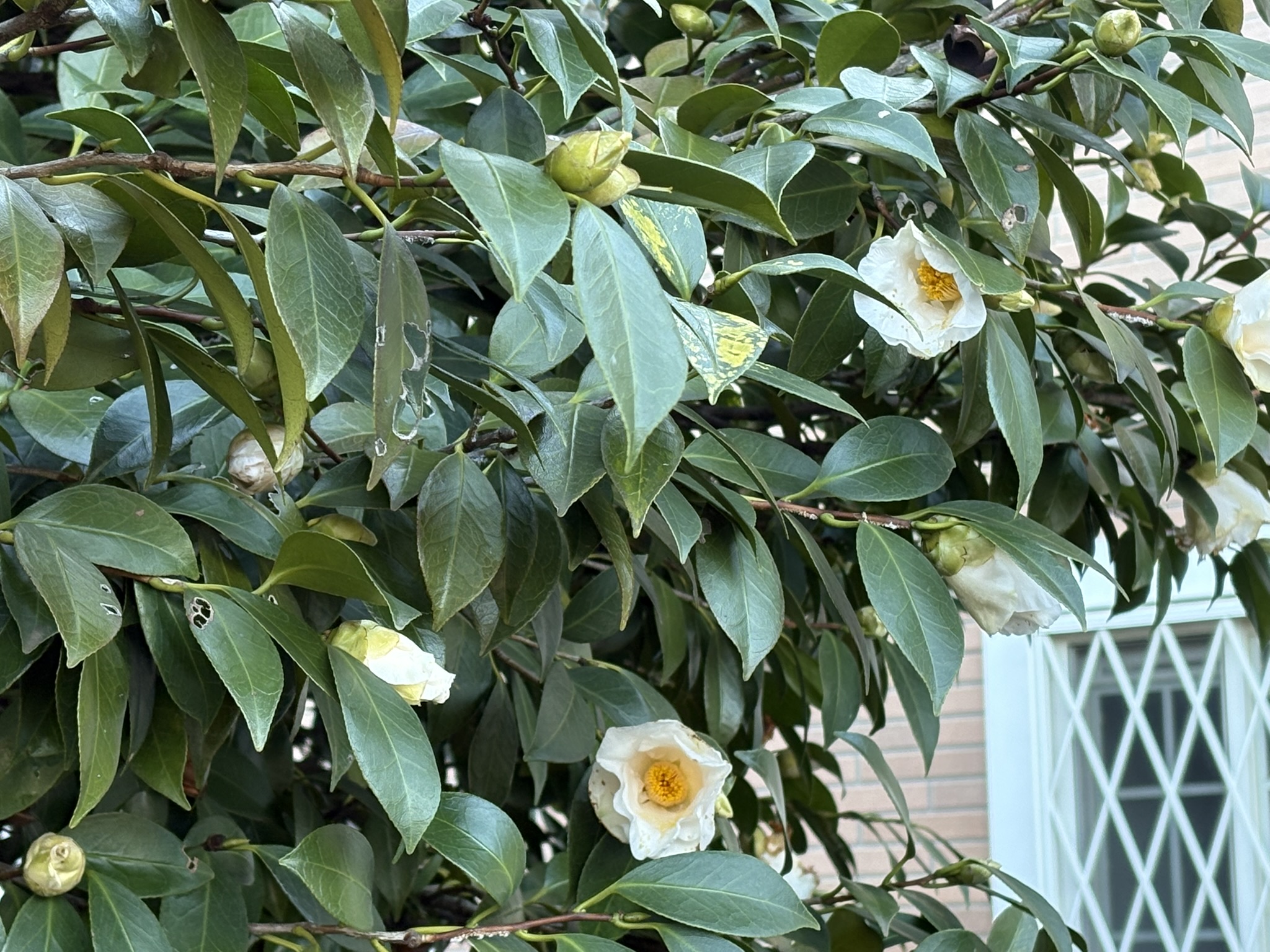 ツバキがいつの間にか開花していました 2026-01-06