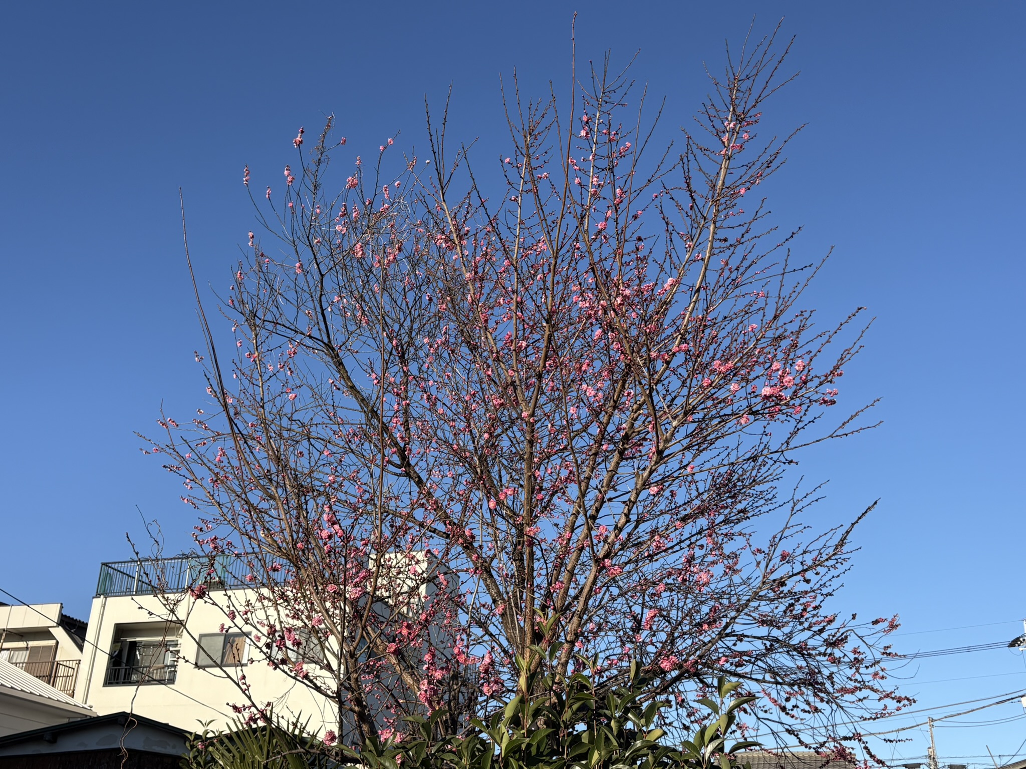 コウバイが見頃を迎えてきています 2026-01-14