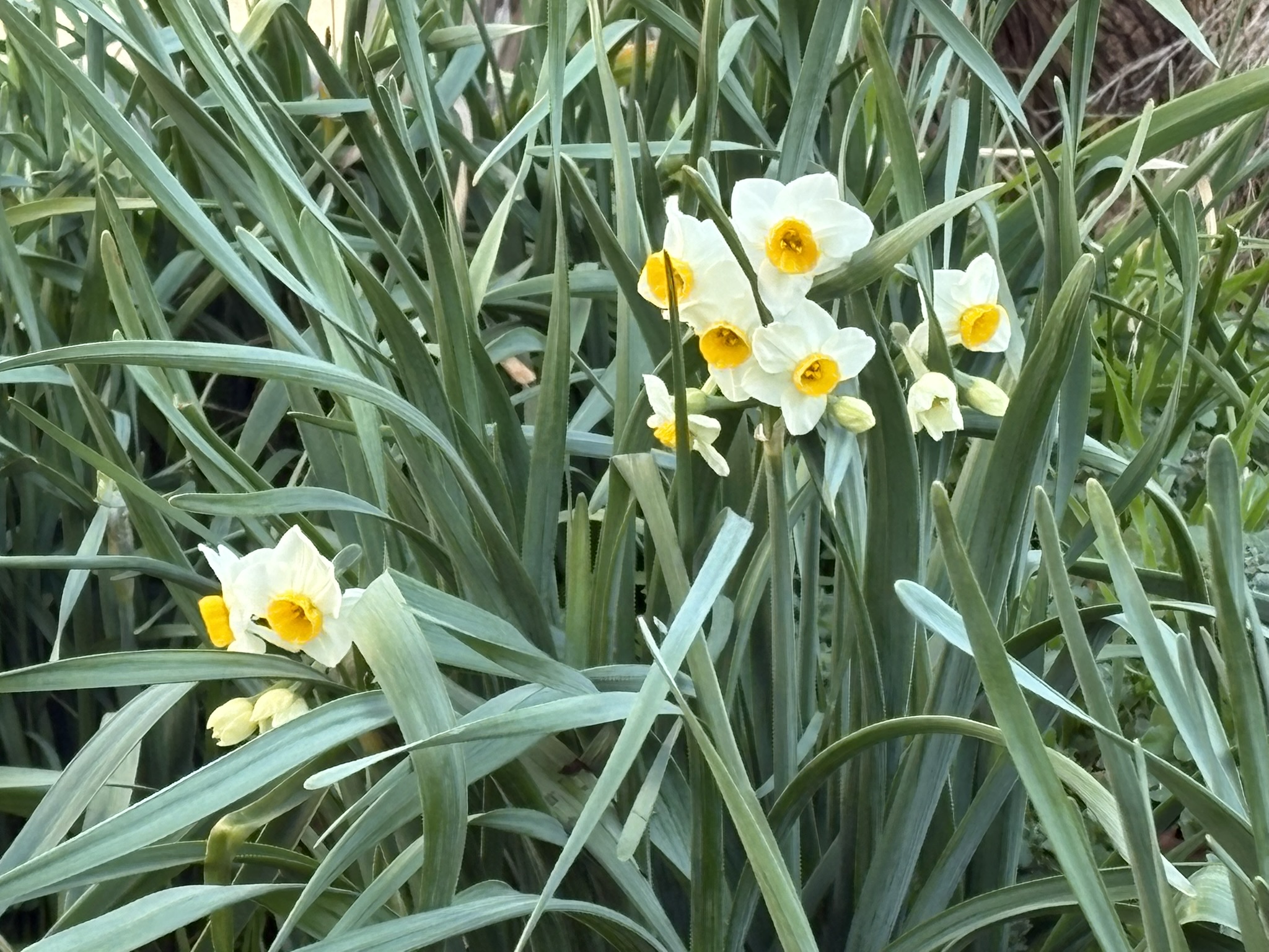 ニホンズイセンやっと紹介できました 2026-01-14
