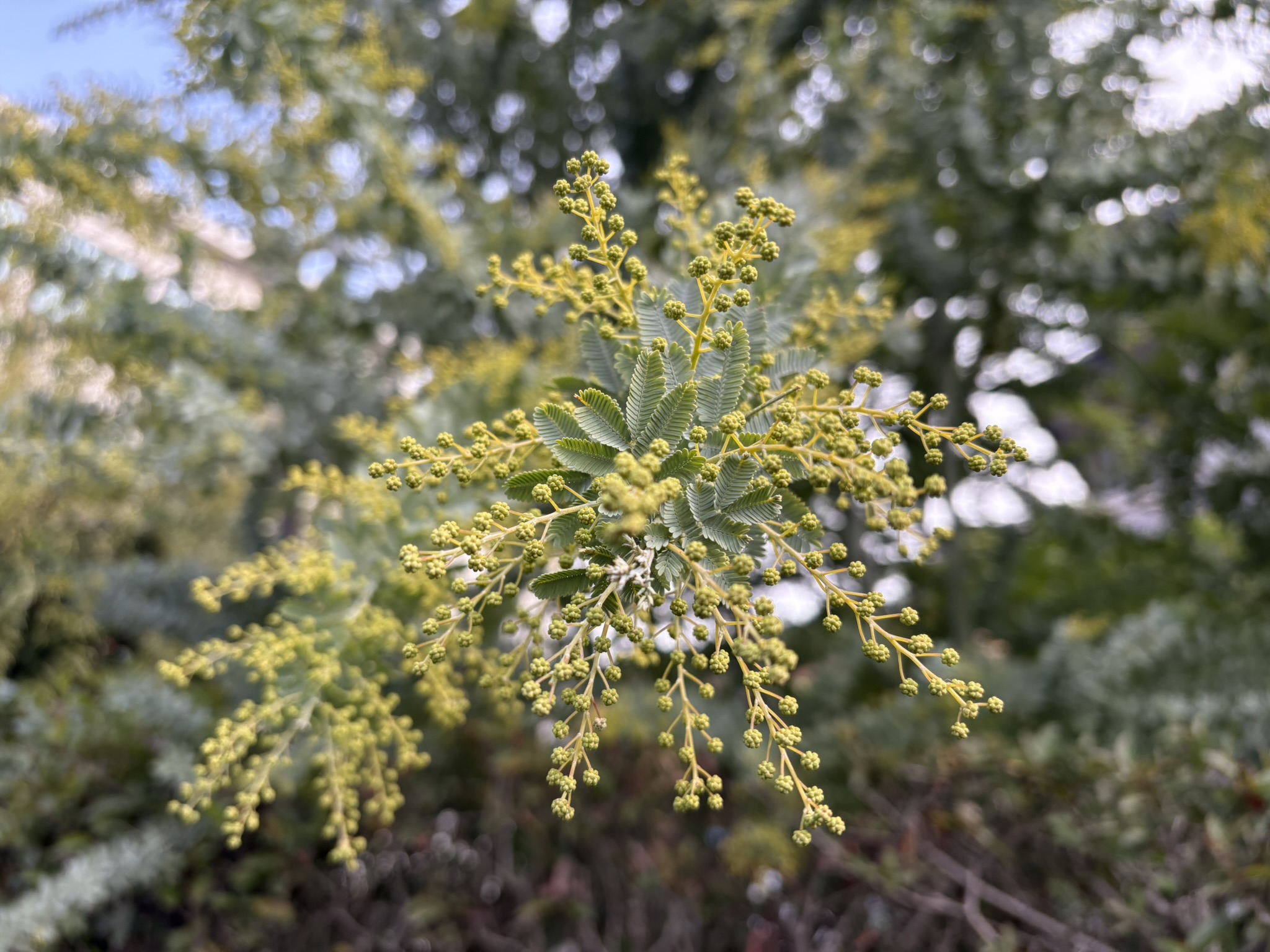 ミモザの花芽が色づいてきました 2026-01-15