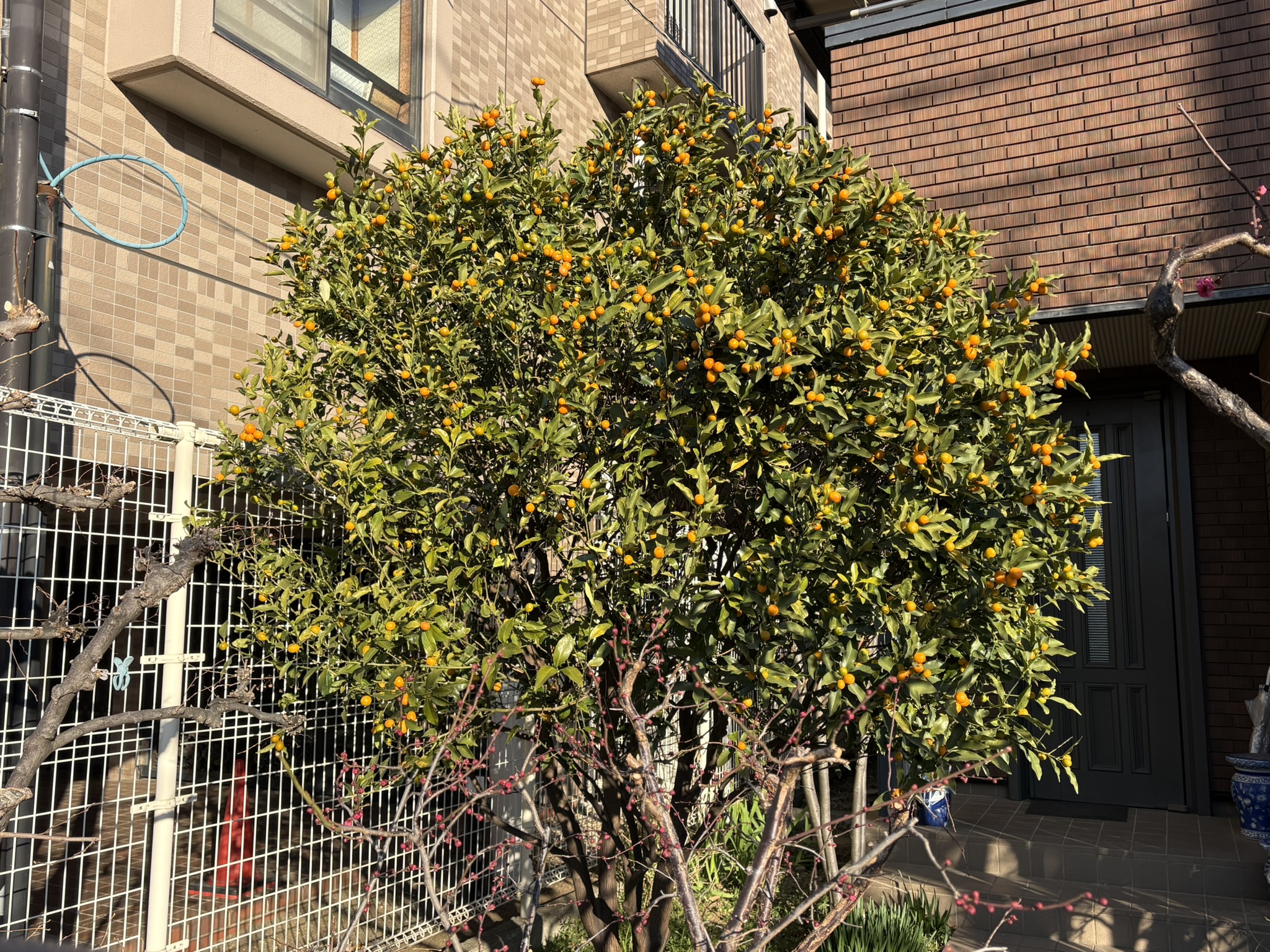 鈴なりのキンカンの木 2026-01-16