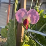 01-16tutannkamenendo