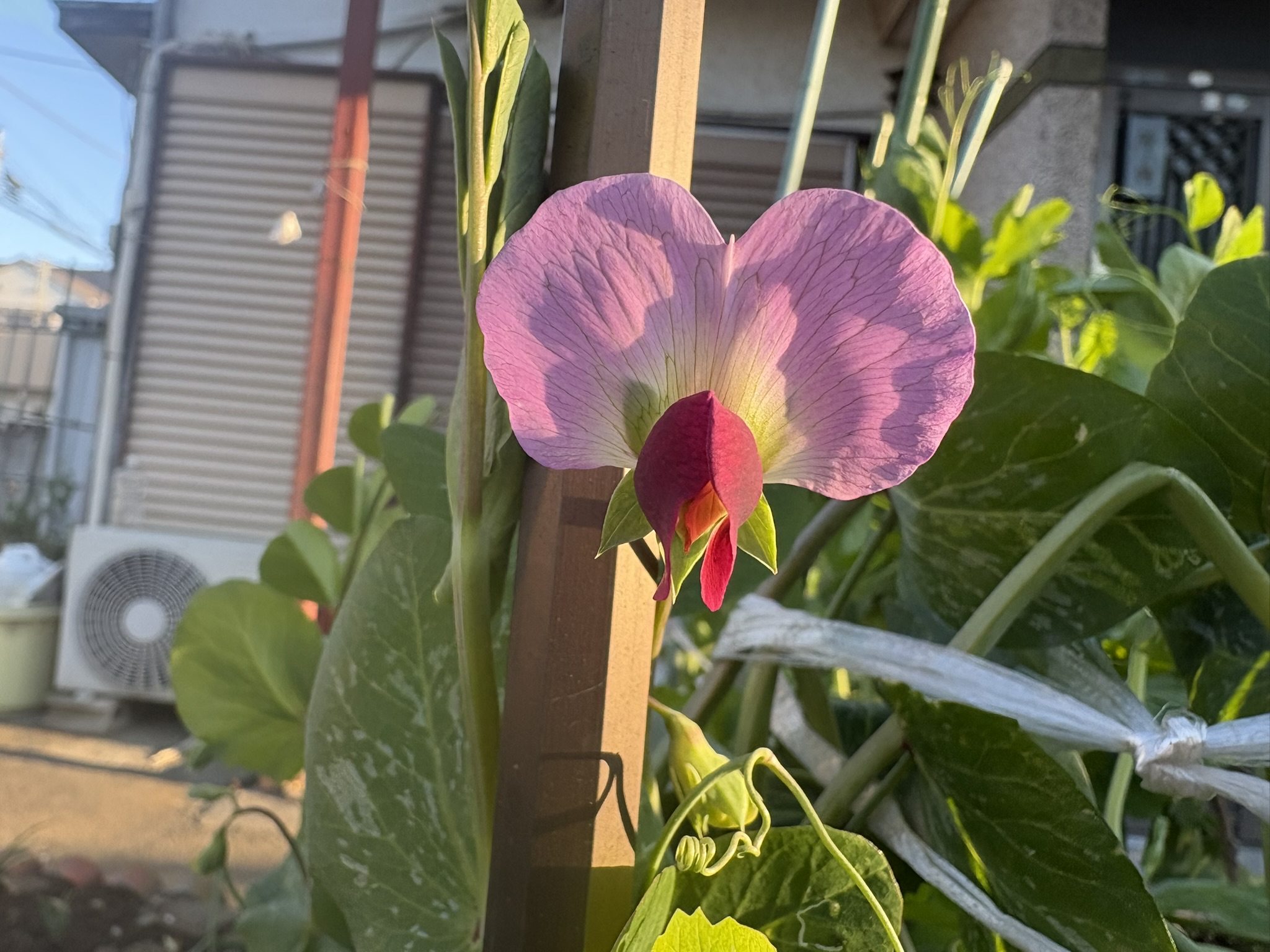 ツタンカーメンの墓から見つかったエンドウ 2026-01-16