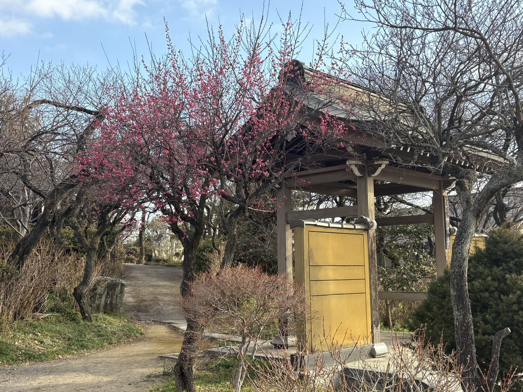 妙覚寺の山門のコウバイが満開 2026-01-17