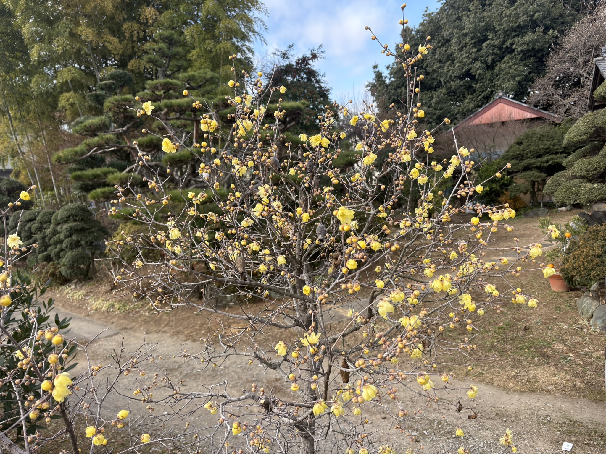 満開のロウバイの匂い 2026-01-17