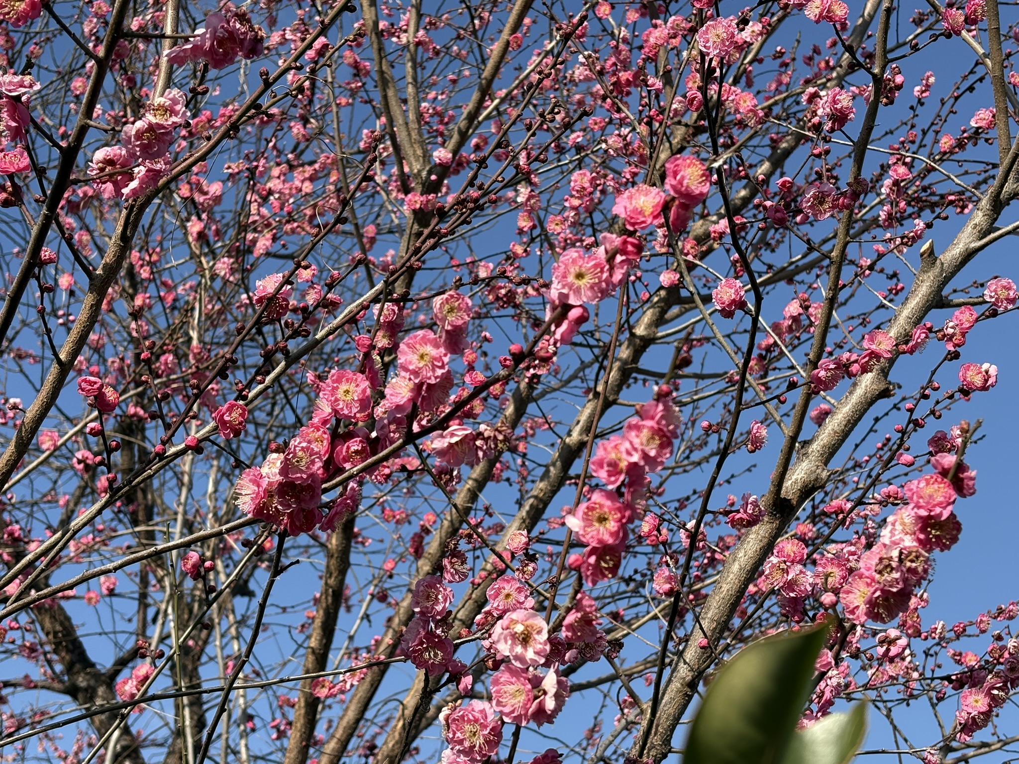 華やかな咲きぶり八重のコウバイ 2026-01-17