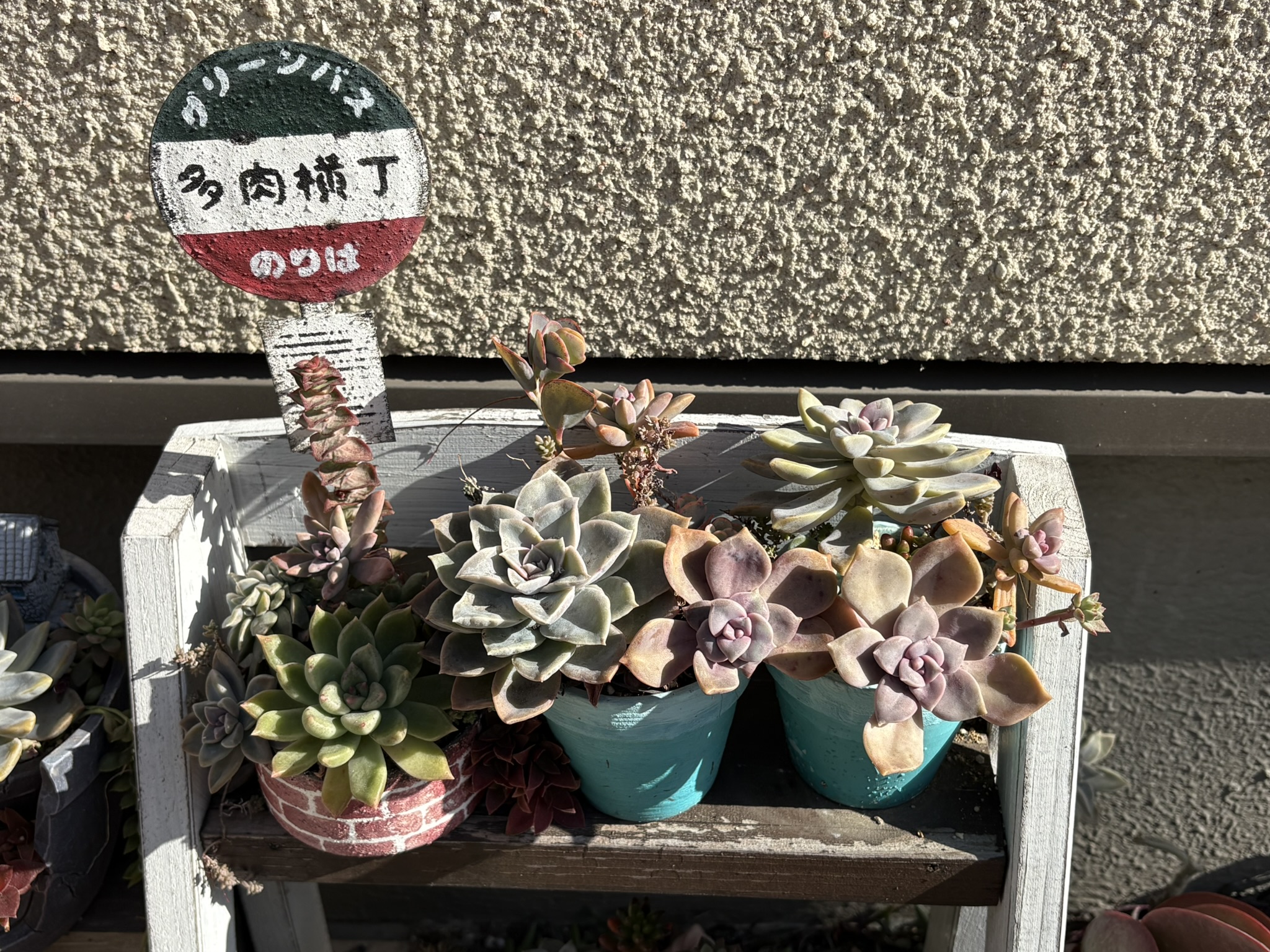 多肉植物の女王エケベリア 2026-01-18