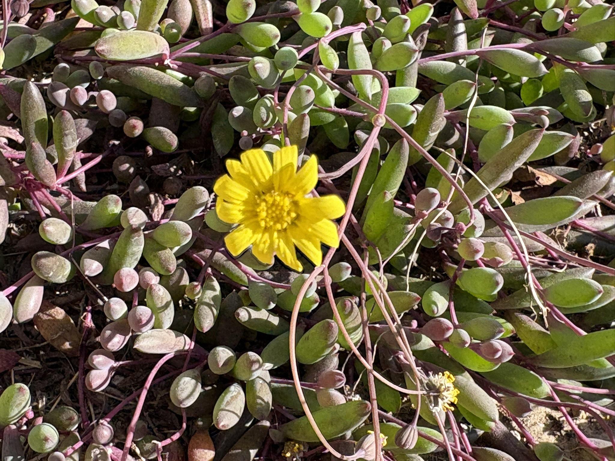 ルビーネックレスはキク科の多肉植物 2026-01-18