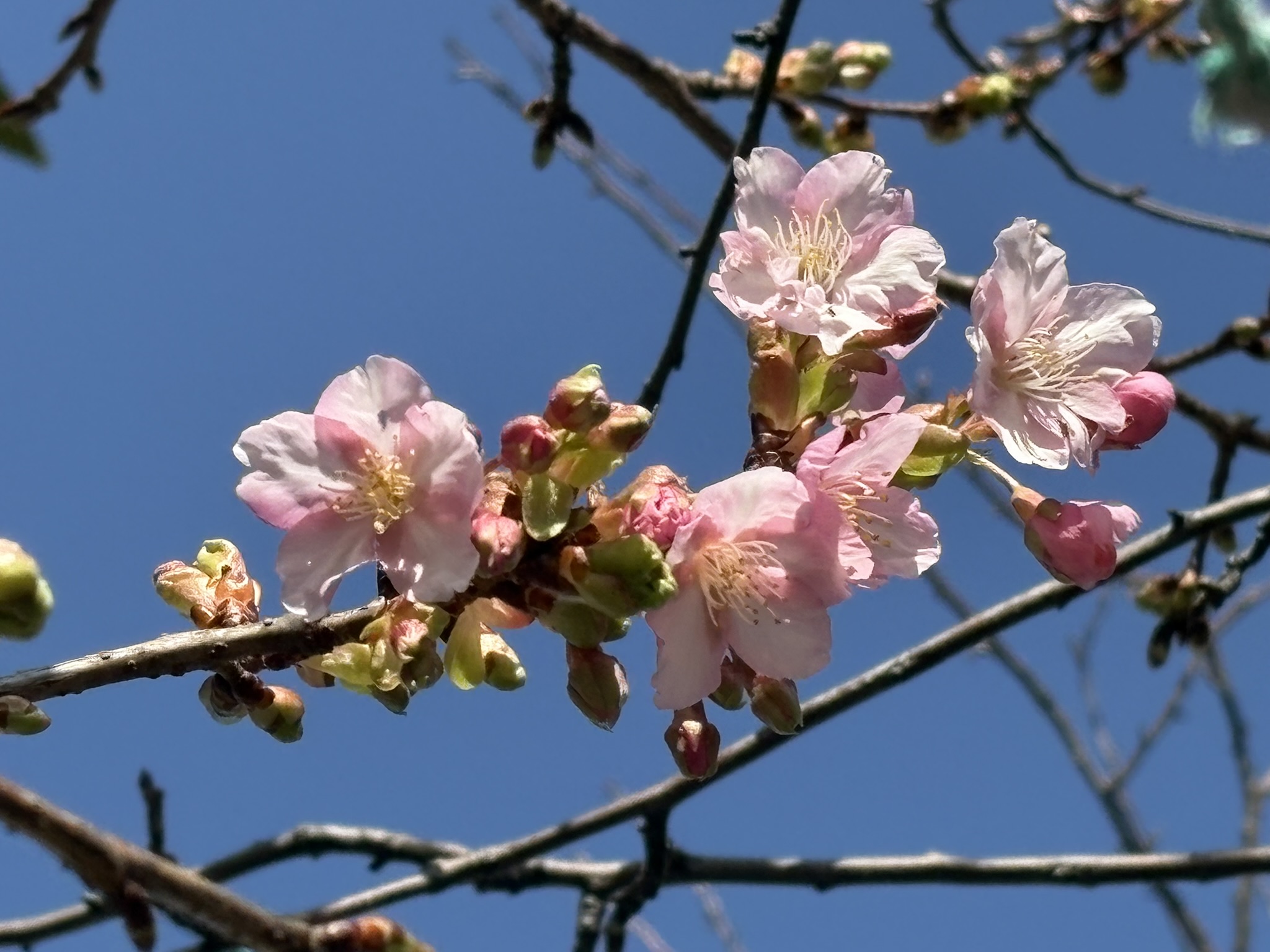 カワヅザクラ開花 2026-01-18