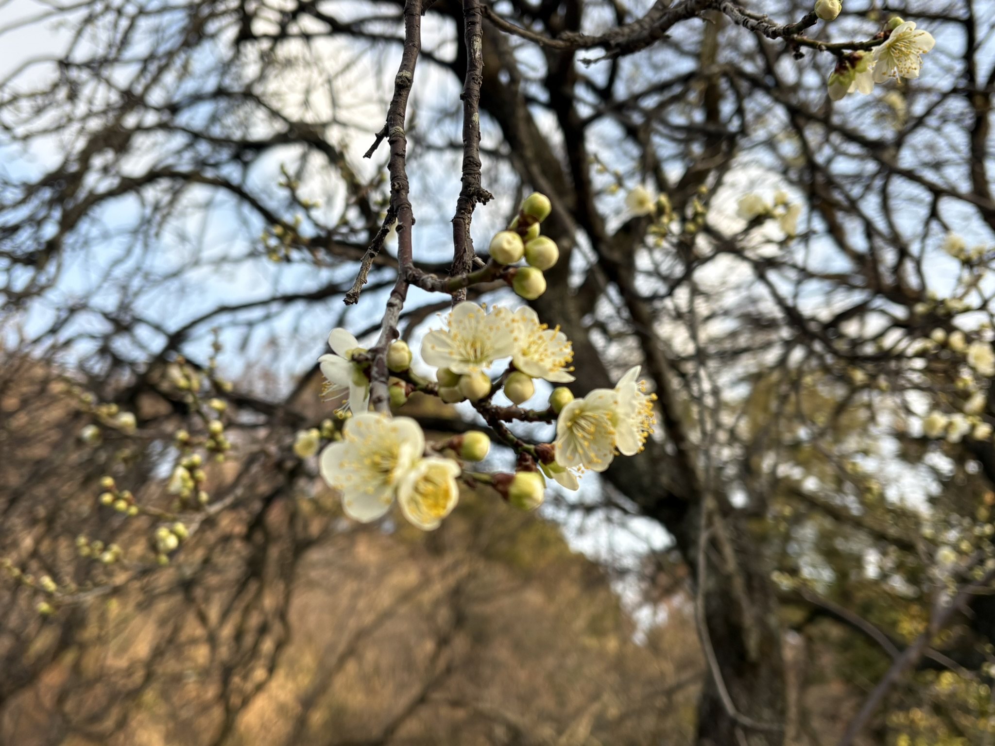 妙覚寺のハクバイ 2026-01-19