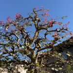 01-23benibanatokiwamansaku