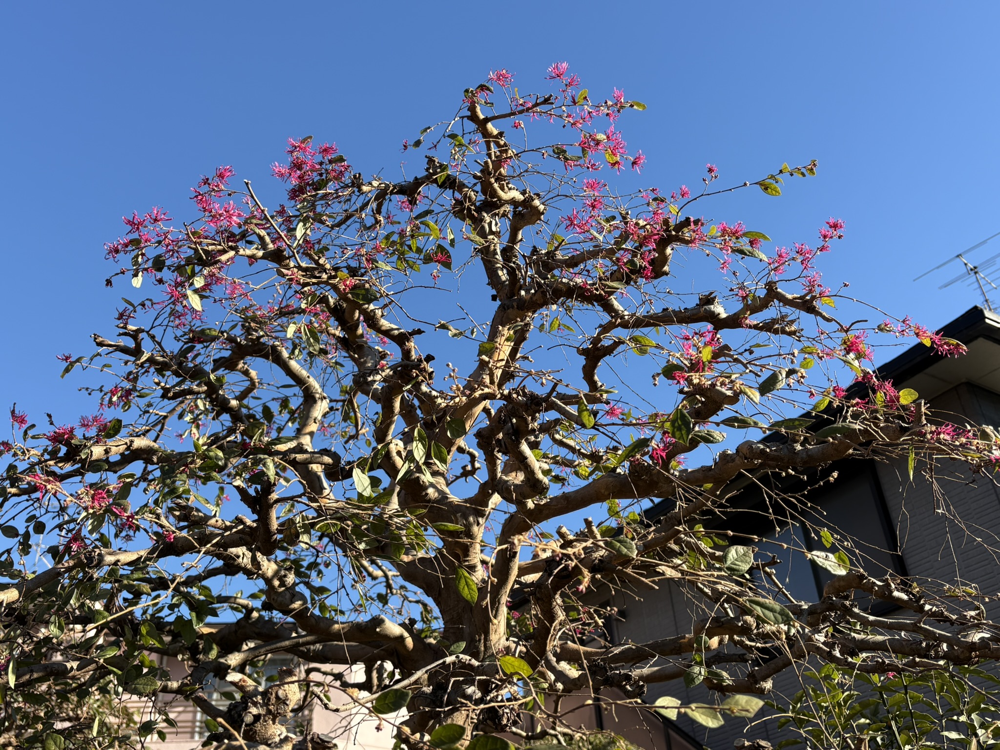 01-23benibanatokiwamansaku