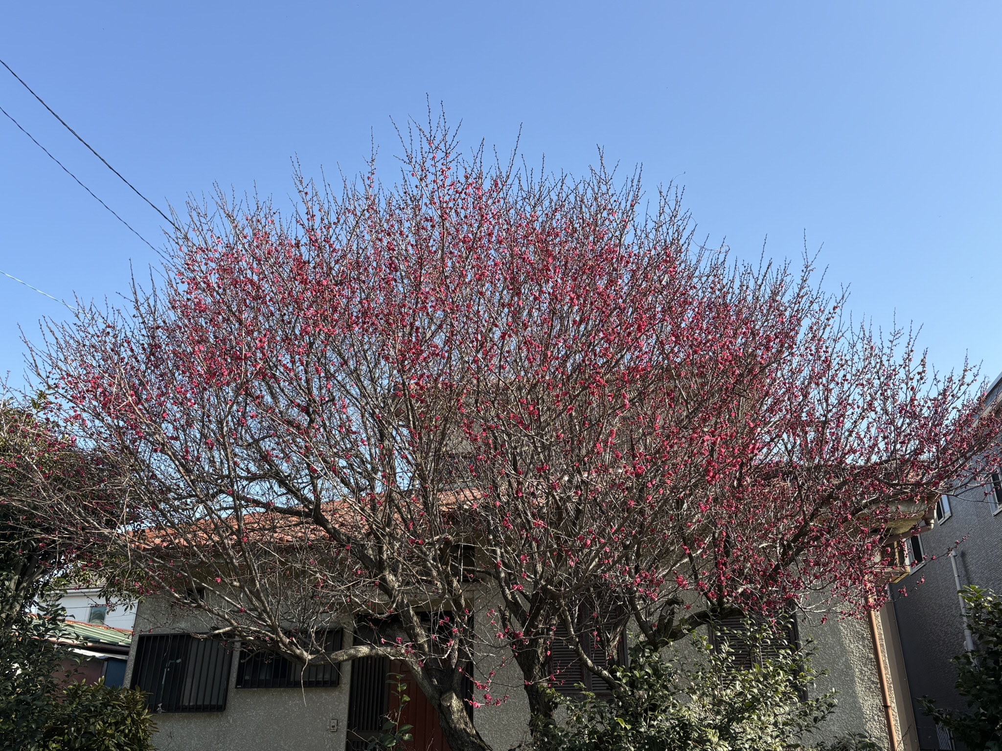 枝ぶり見事なコウバイが満開です 2026-01-27