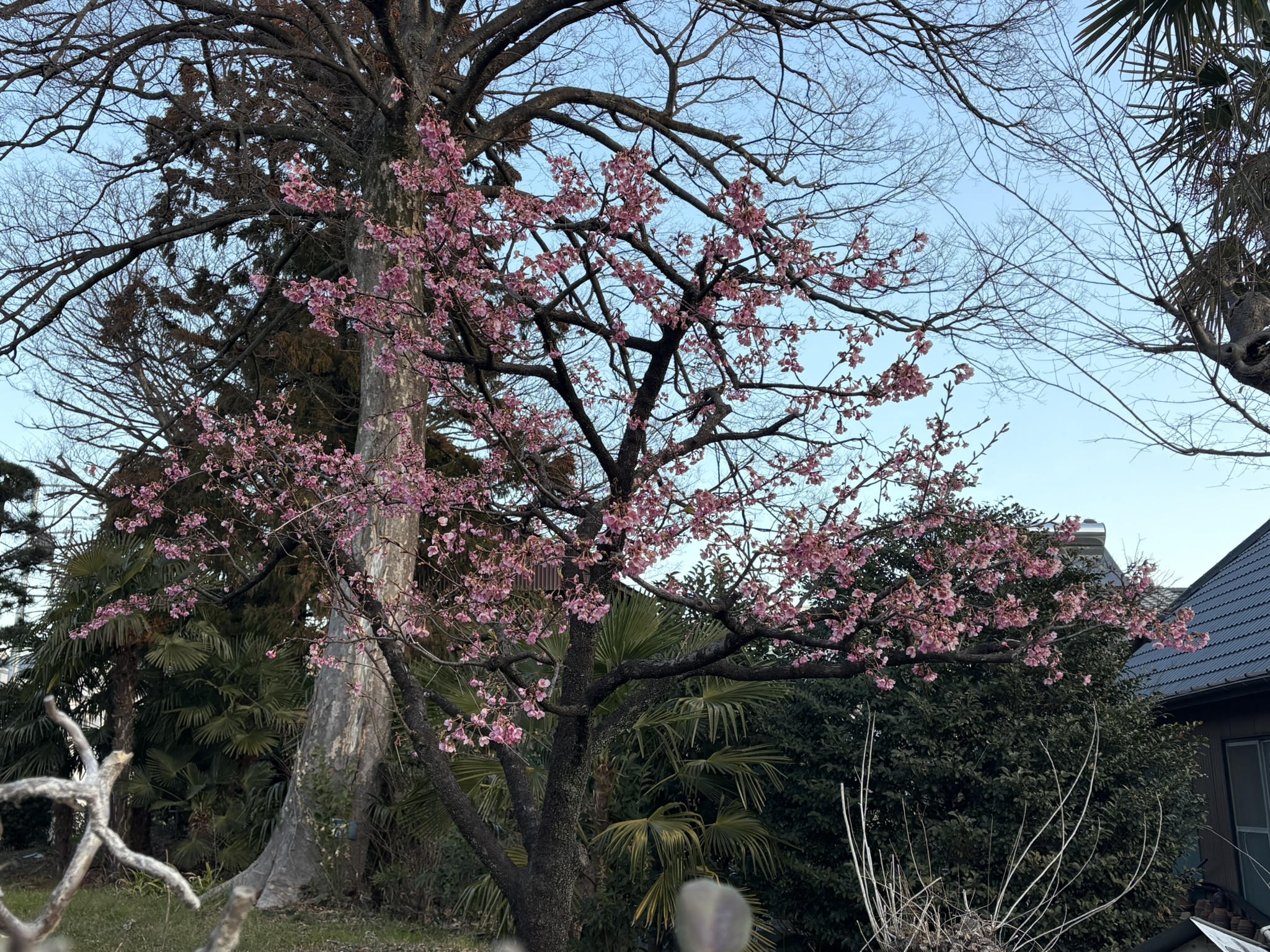 寒さに耐えて咲くカンザクラ 2026-01-29