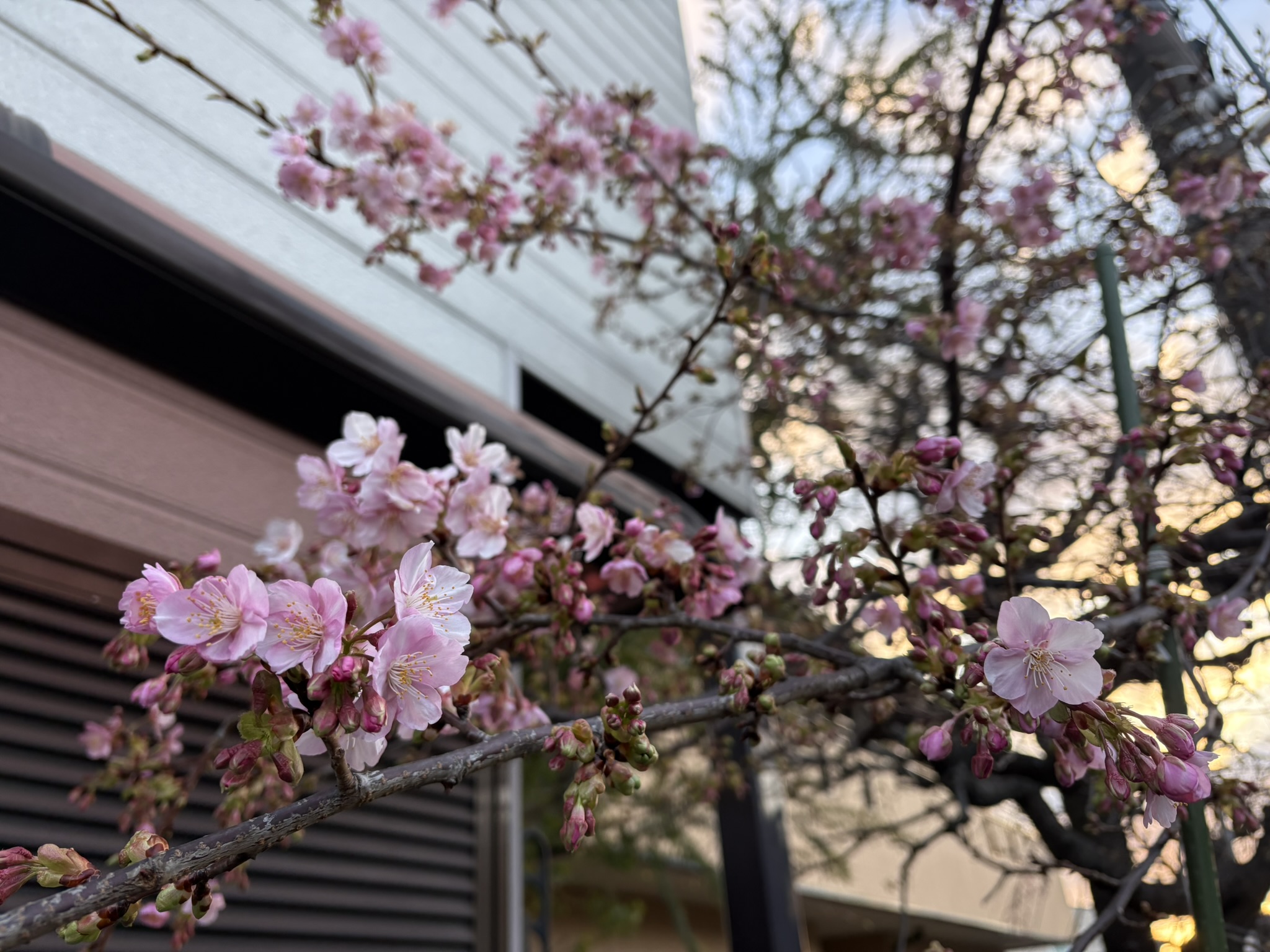 三分咲きのカワヅザクラ 2026-01-29