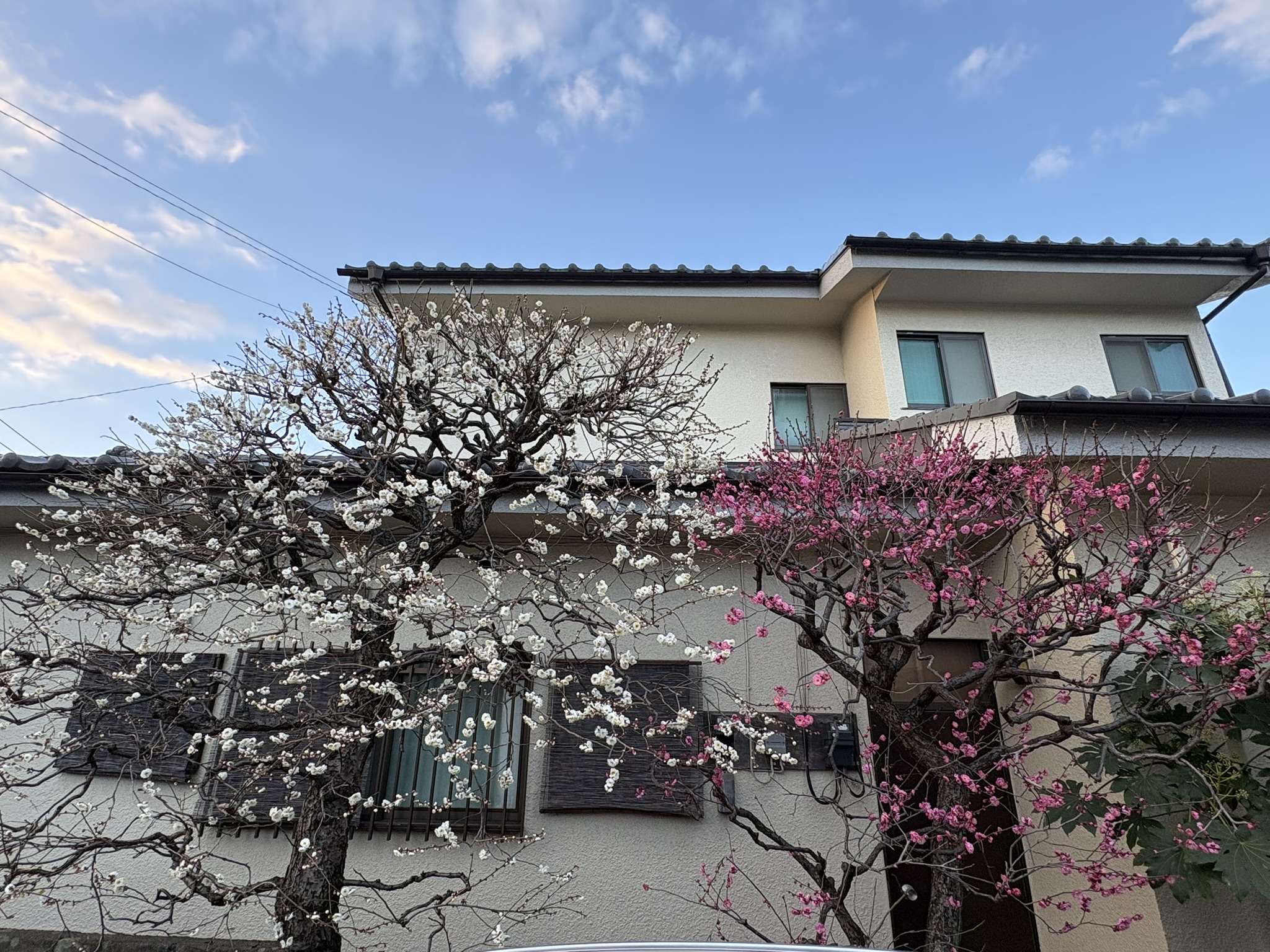 コウバイハクバイの揃い咲き 2026-01-29