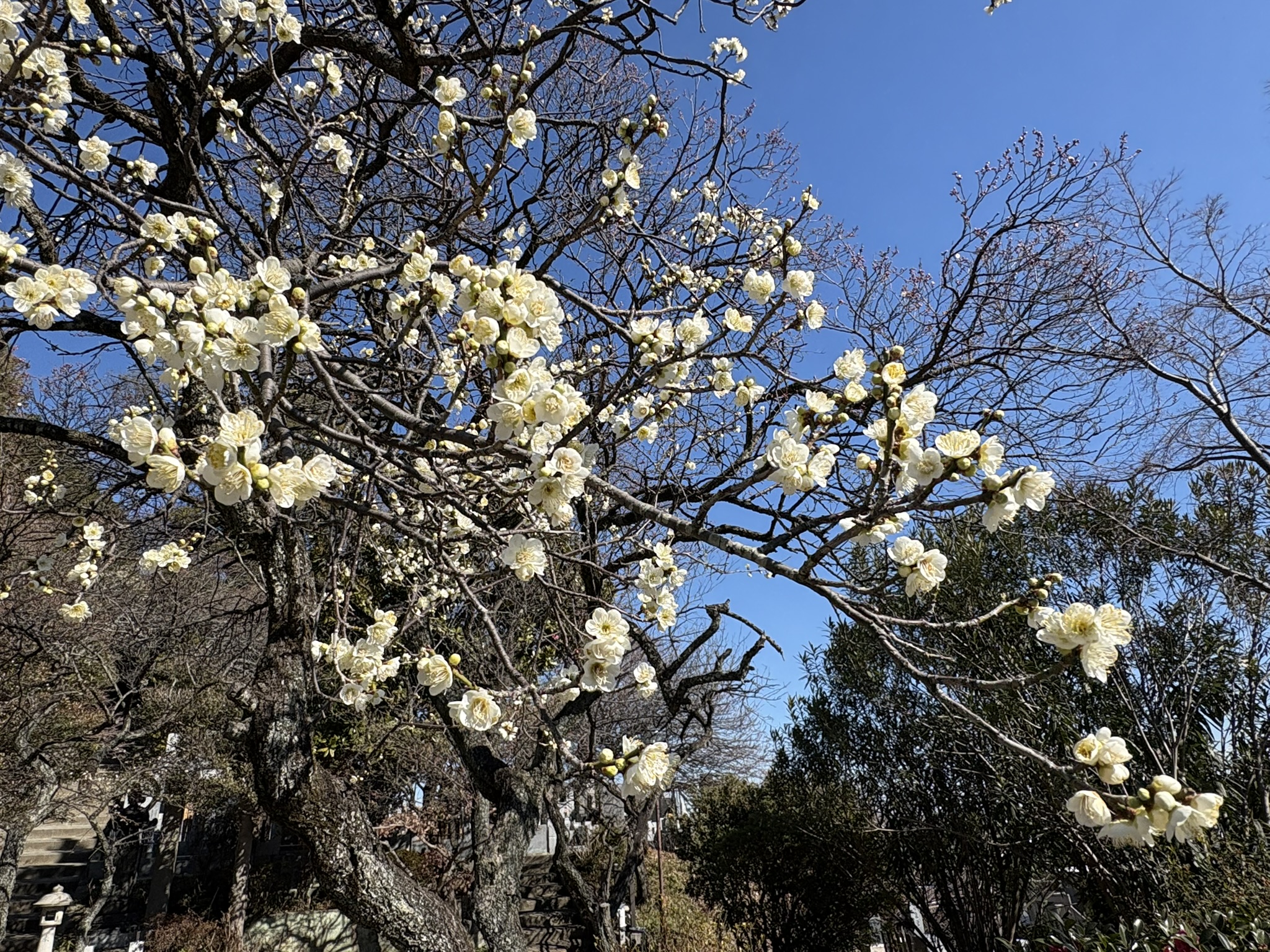 妙覚寺のリョクガクバイ 2026-01-29