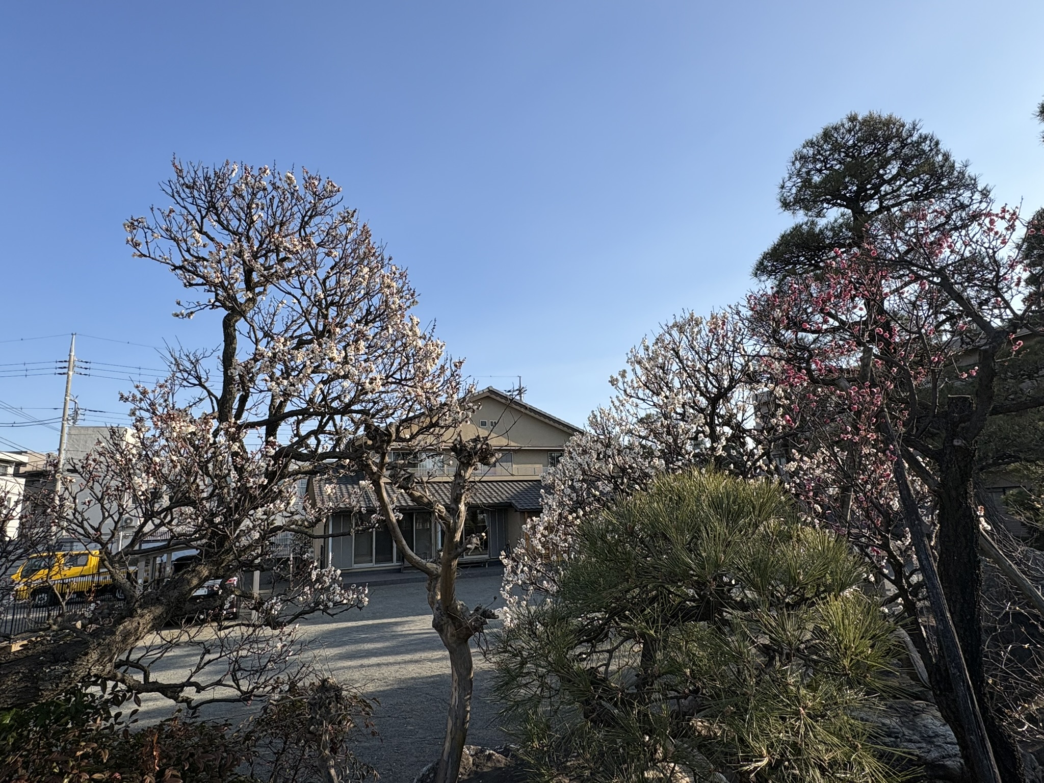 多摩川堤通りのコウバイ、ハクバイ 2026-01-30