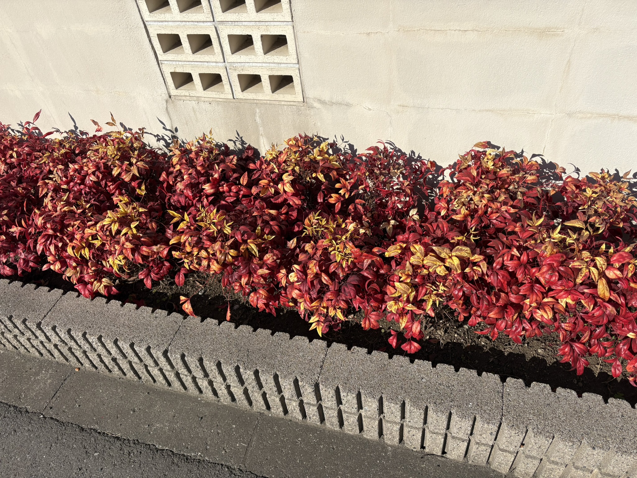 オタフクナンテンの鮮やかな紅葉 2026-02-01