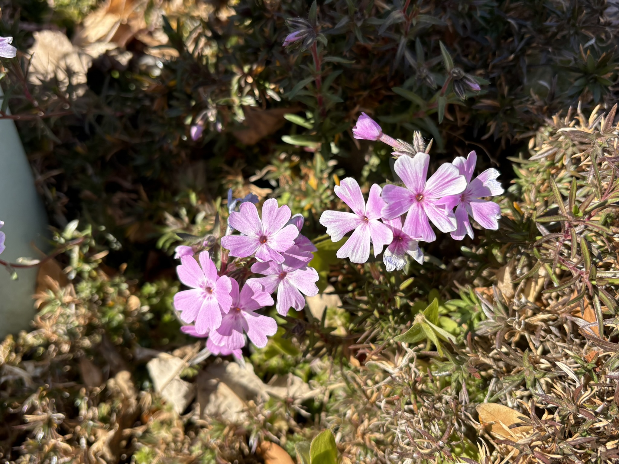 早咲きのシバザクラ 2026-02-04