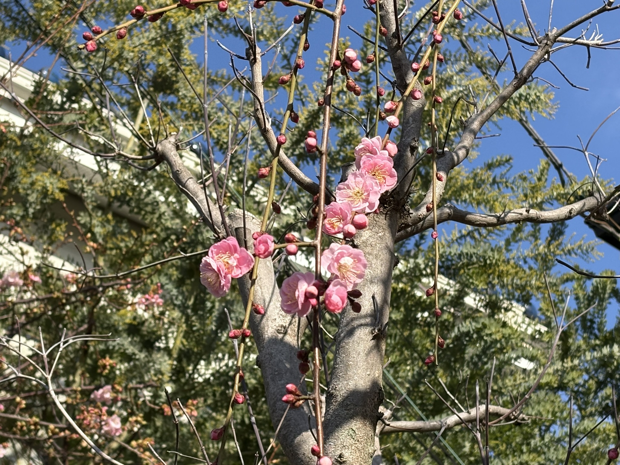 豪華なシダレウメ 2026-02-05