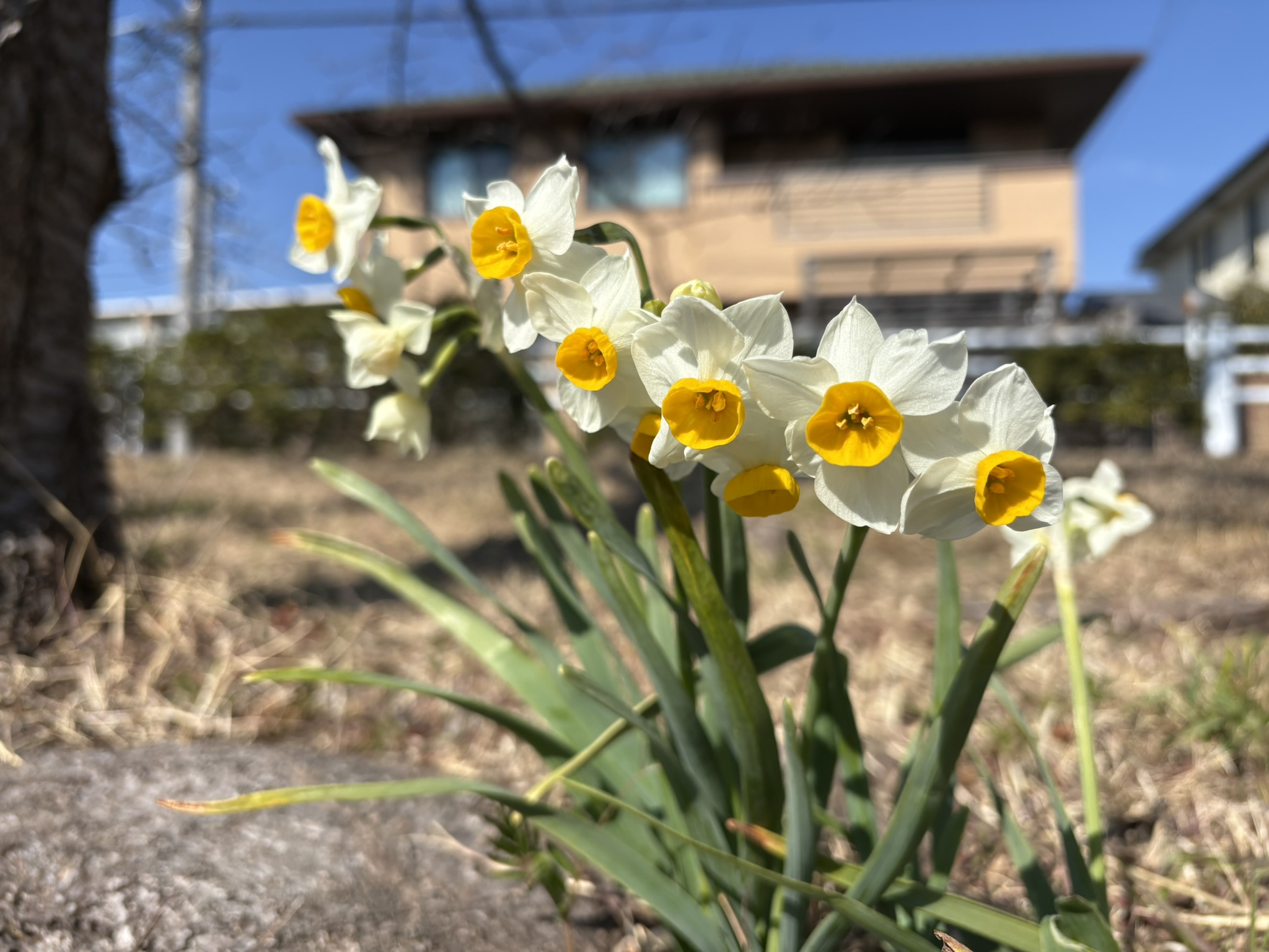 ニホンスイセン日当たりで背丈が違う? 2026-02-13