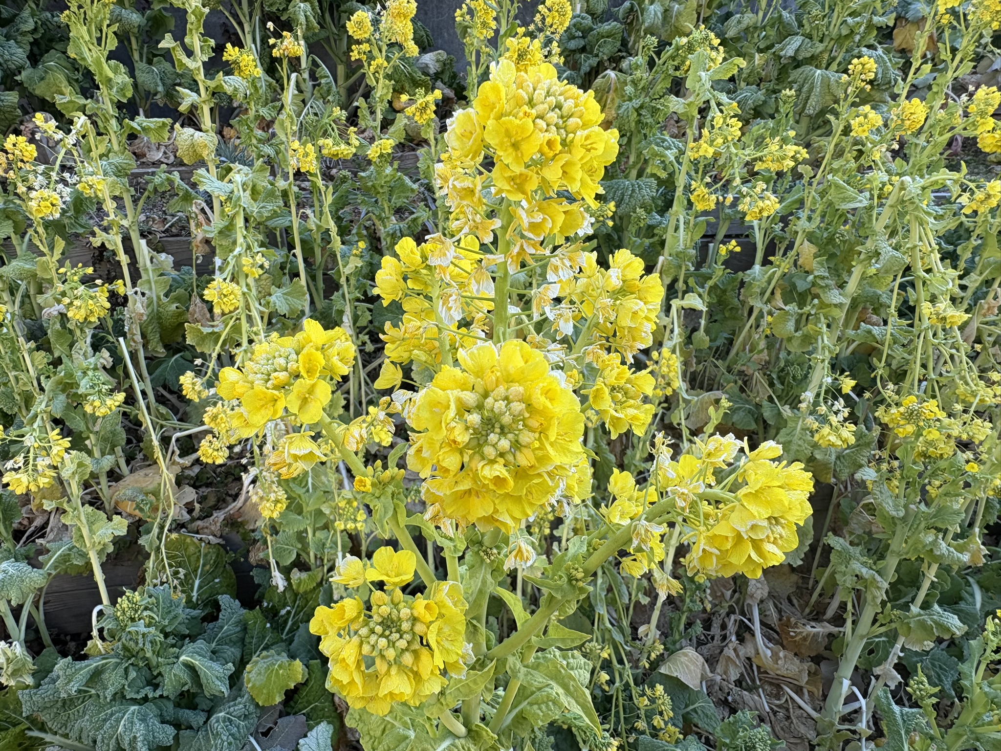 小さなナノハナ畑が満開 2026-02-14