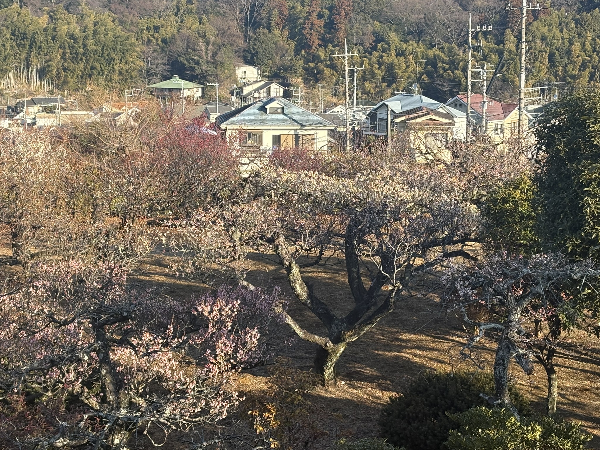 寿福寺の梅園が見頃 2026-02-14