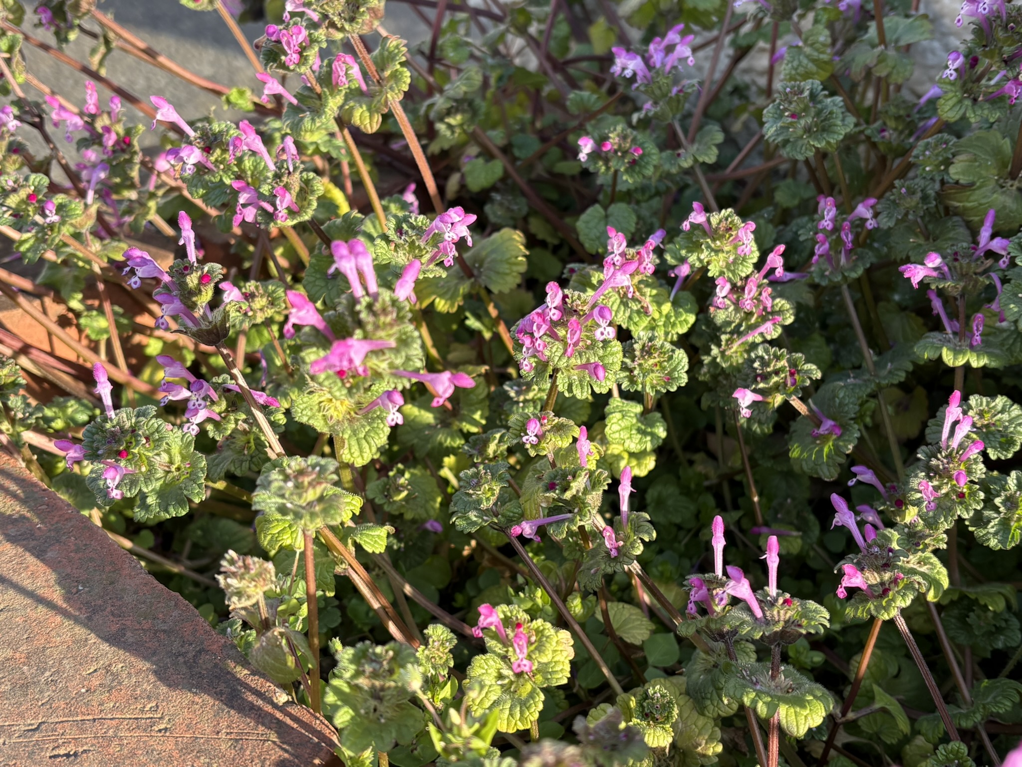 一挙に咲き始めたホトケノザ 2026-02-16