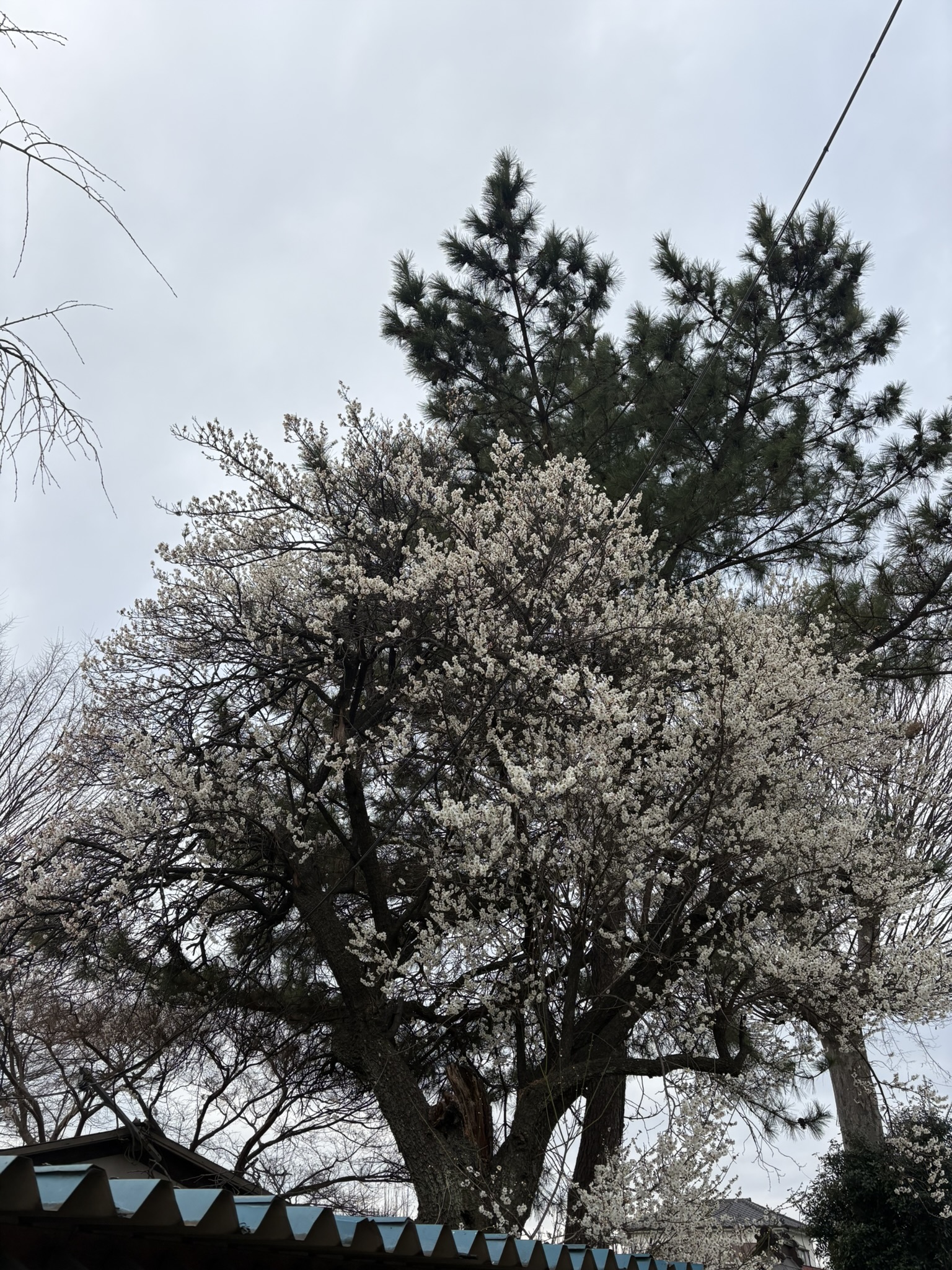 威厳を感じるハクバイの大木 2026-02-18