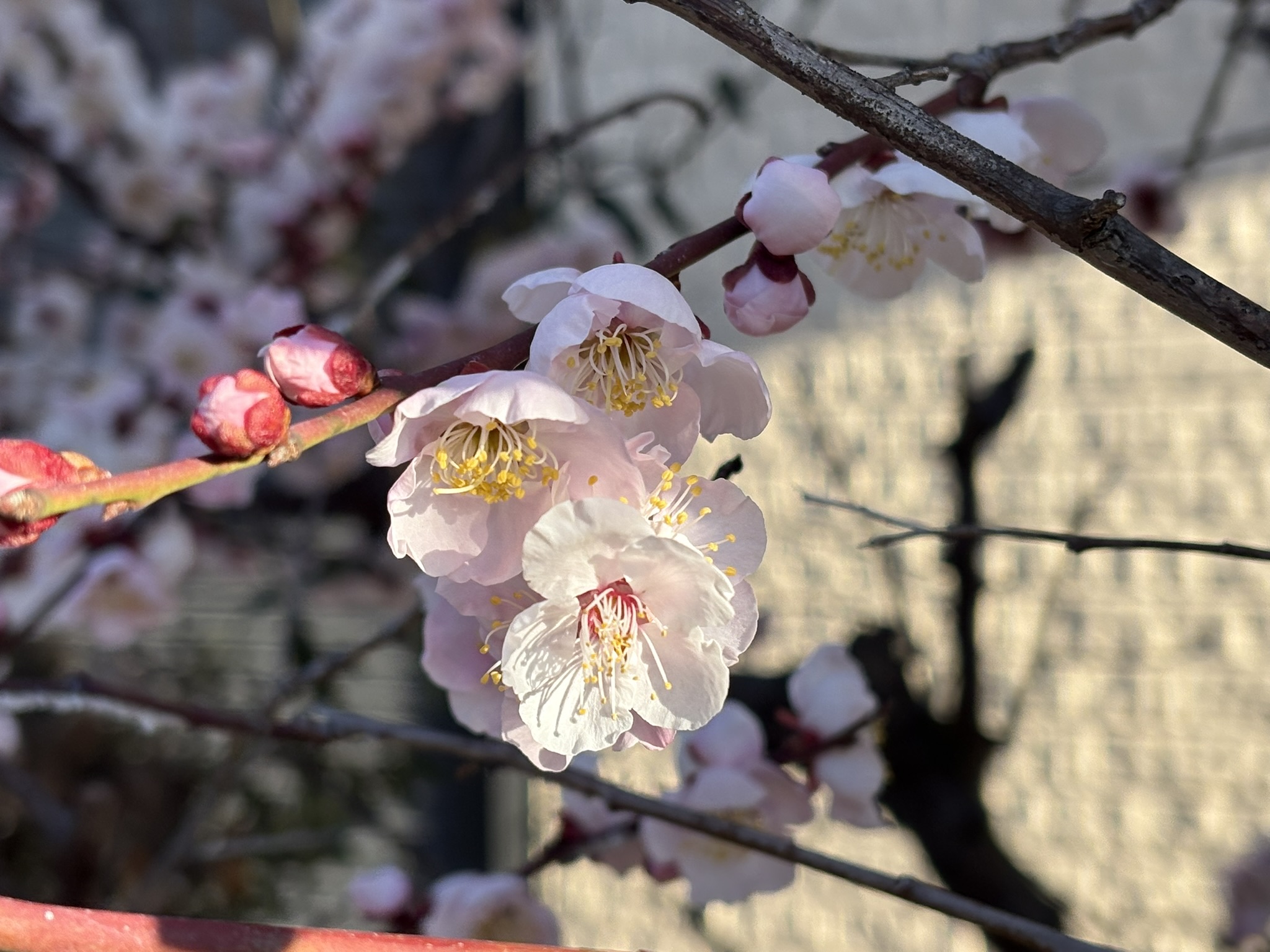 蕾もかわいい薄桃のウメ 2026-02-18