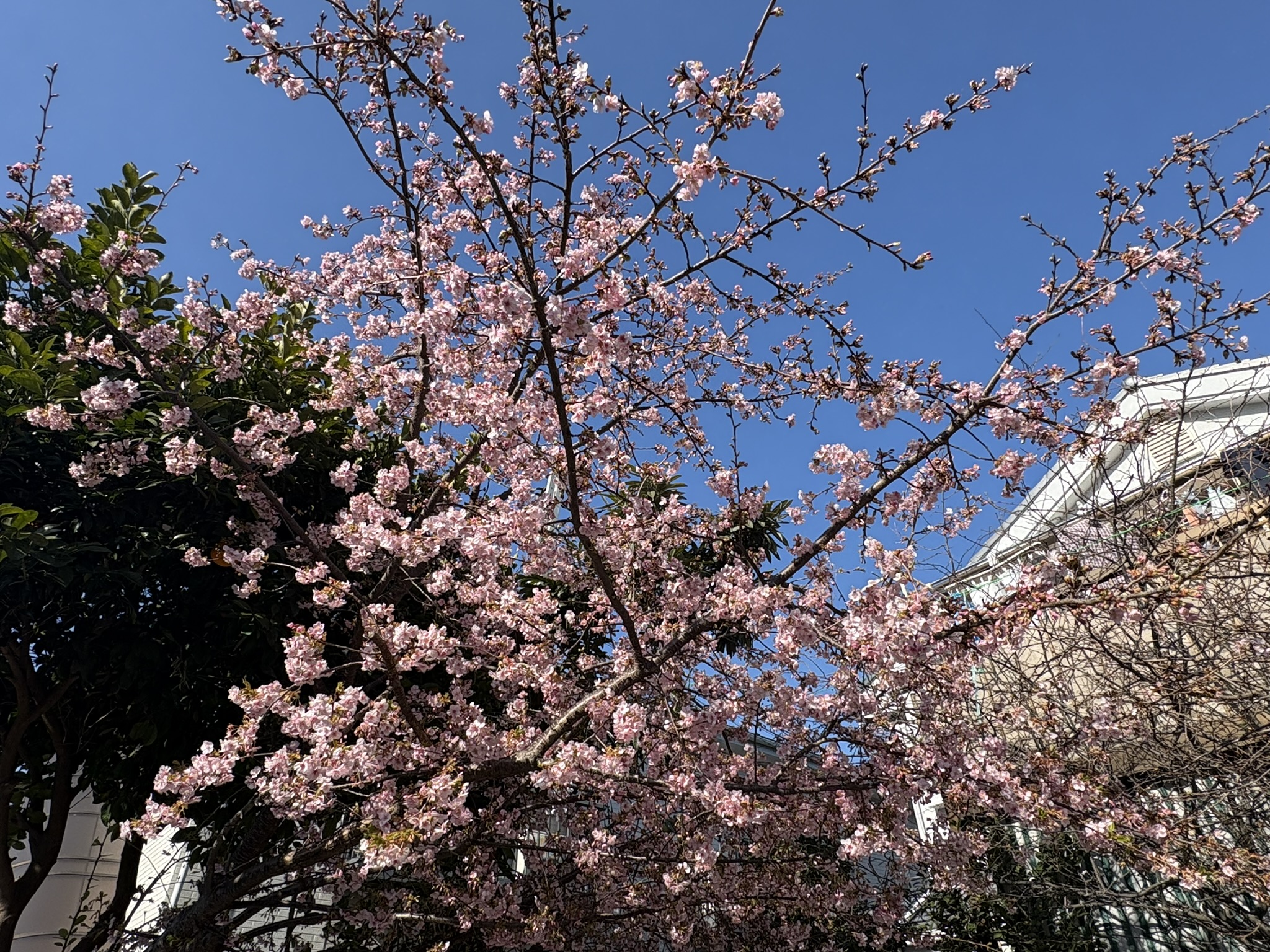 1か月かけて今満開のカワヅザクラ 2026-02-21