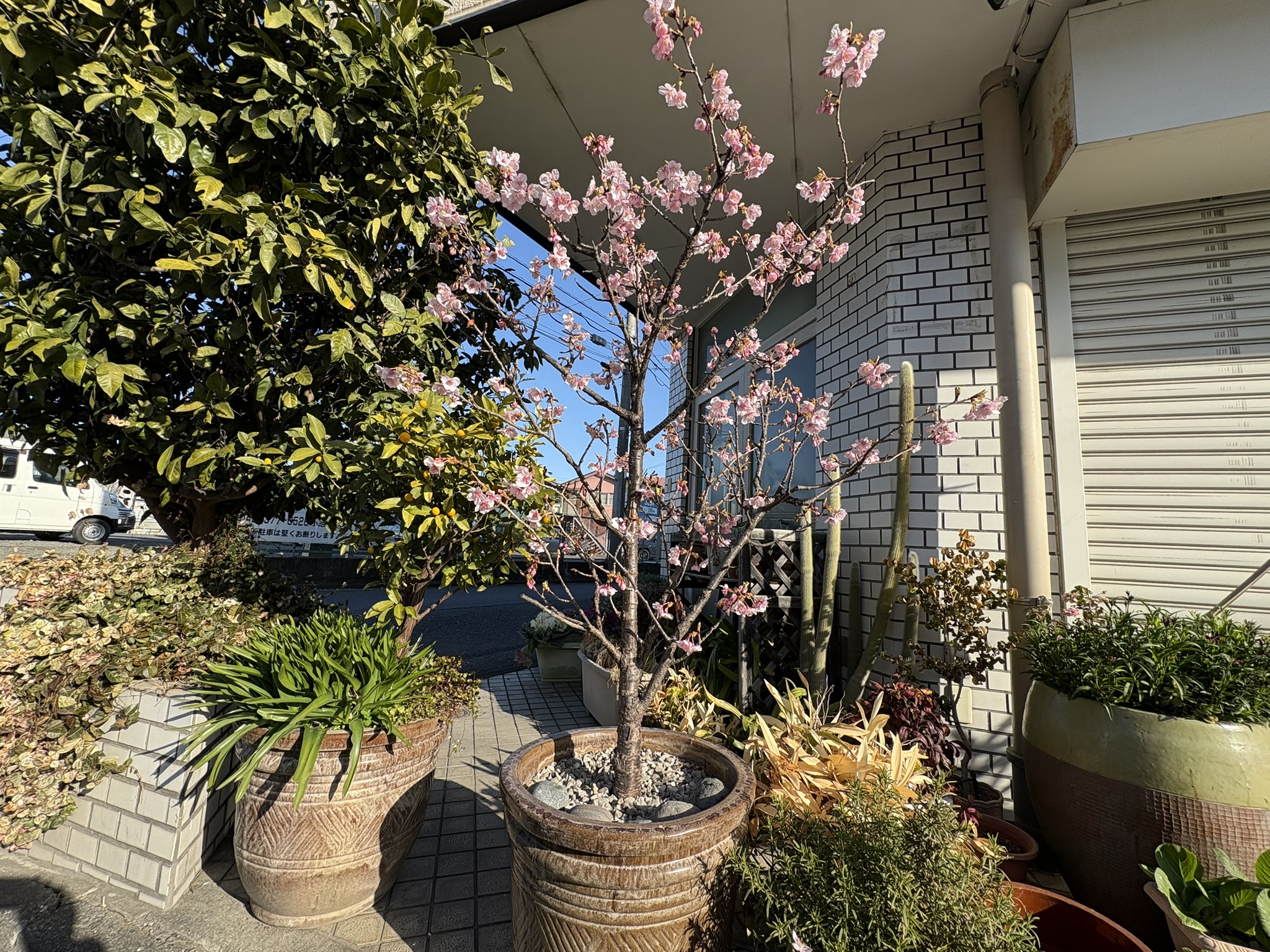 鉢植えのカワヅザクラ 2026-02-21
