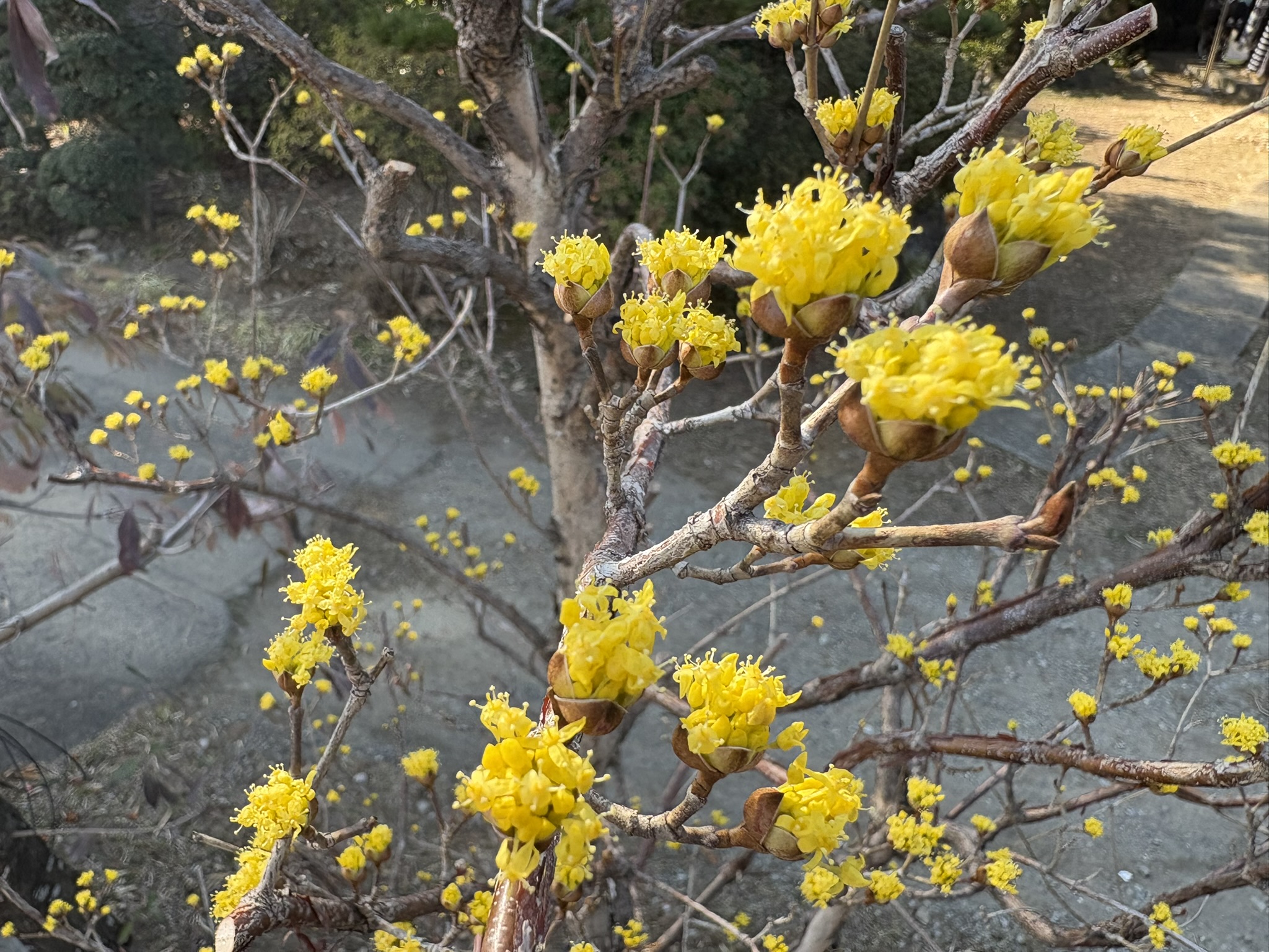 春の訪れを知らせるサンシュユ 2026-02-21
