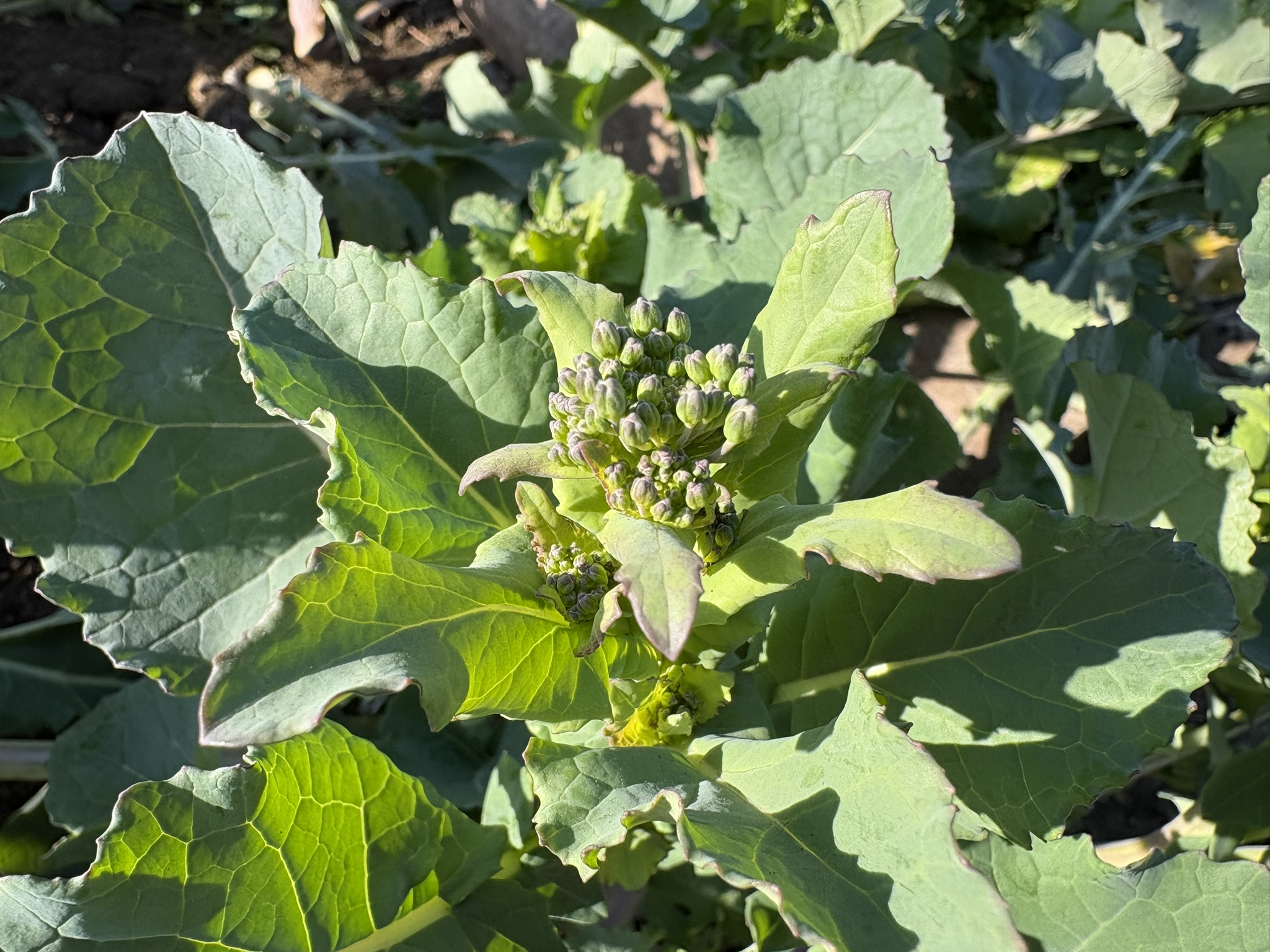 みんな大好きノラボウの季節到来 2026-02-21