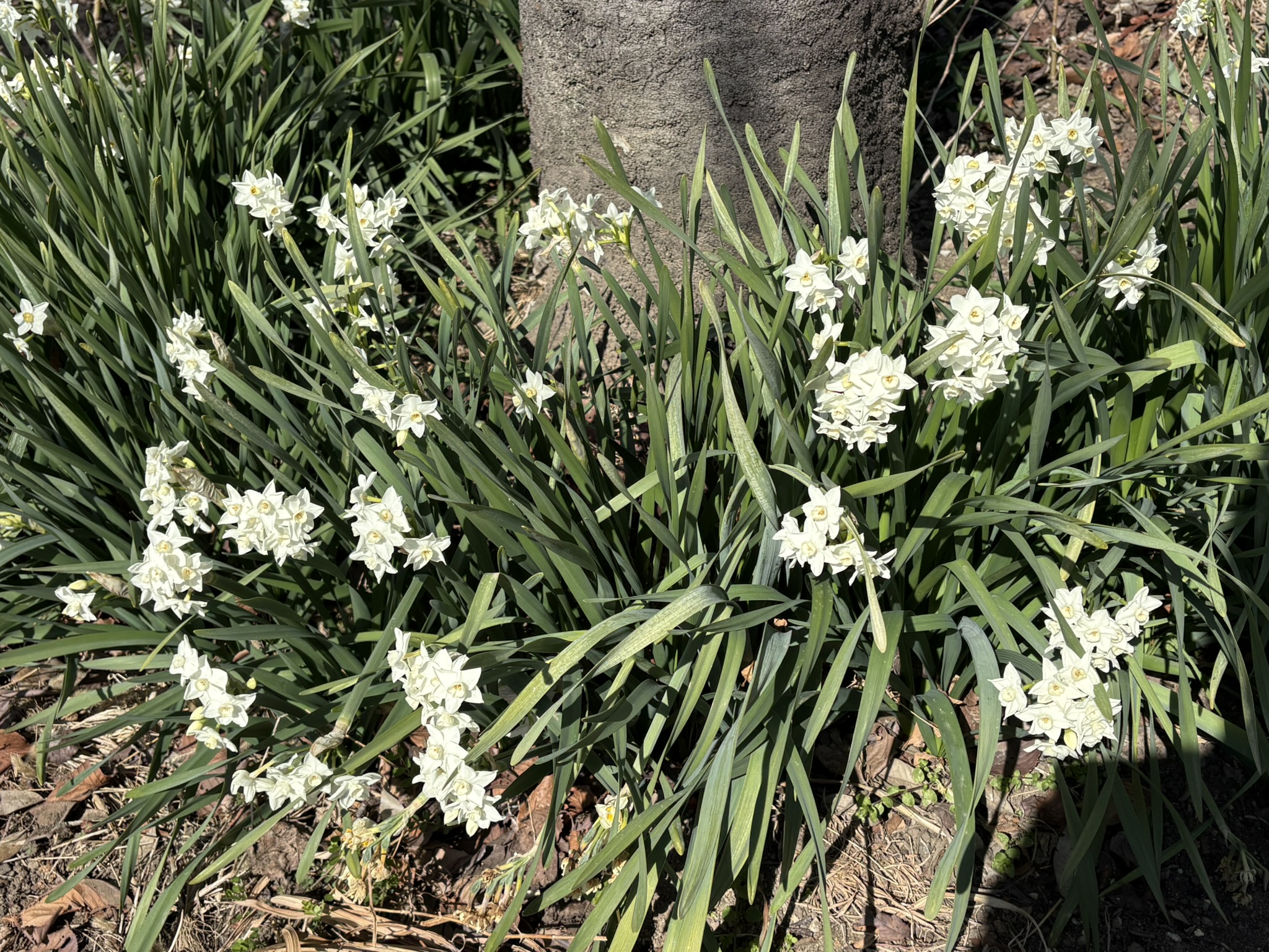 スイセン・ペーパーホワイトは地中海産 2026-02-21