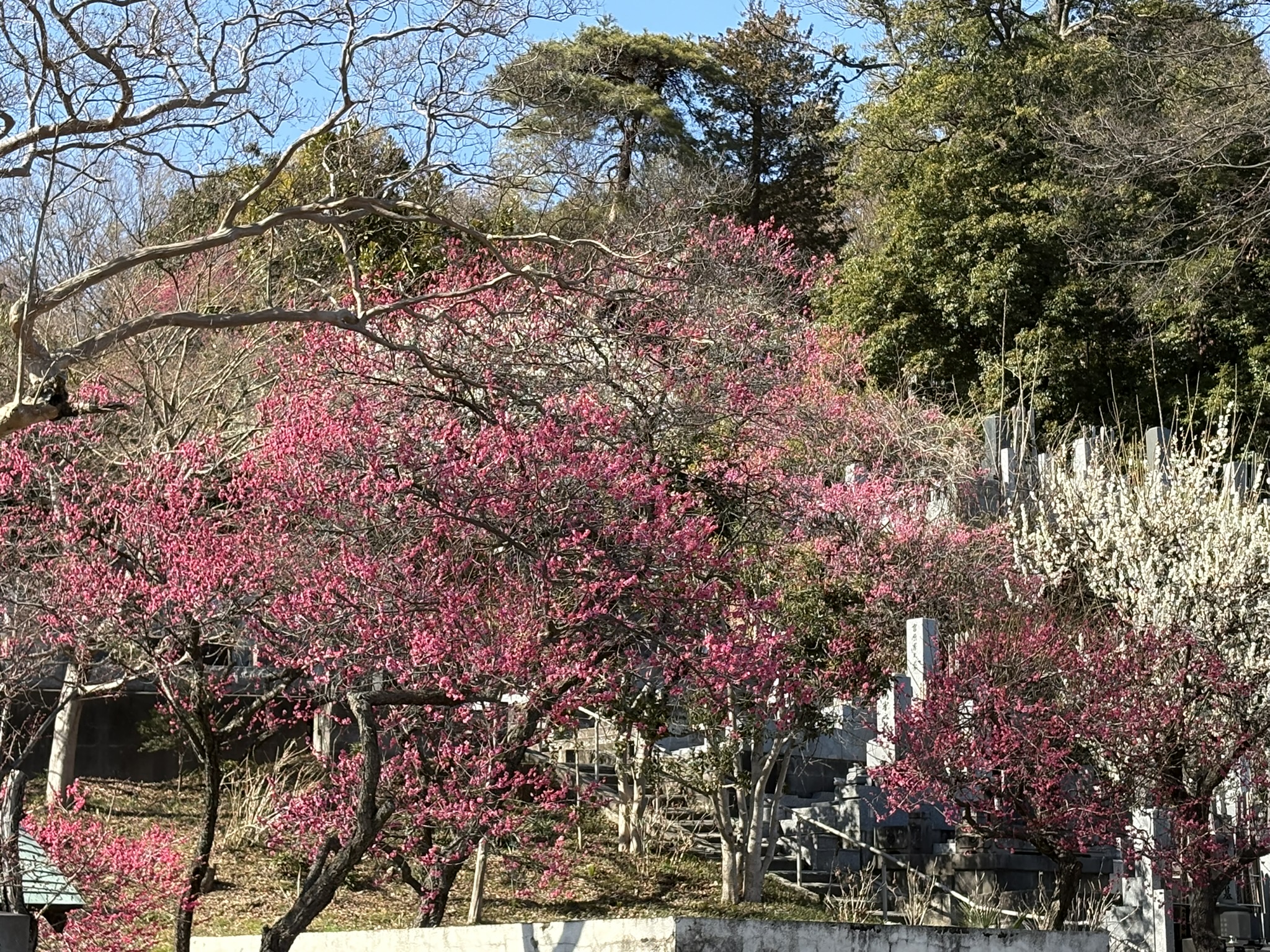 今まさに満開 妙覚寺のウメ 2026-02-21