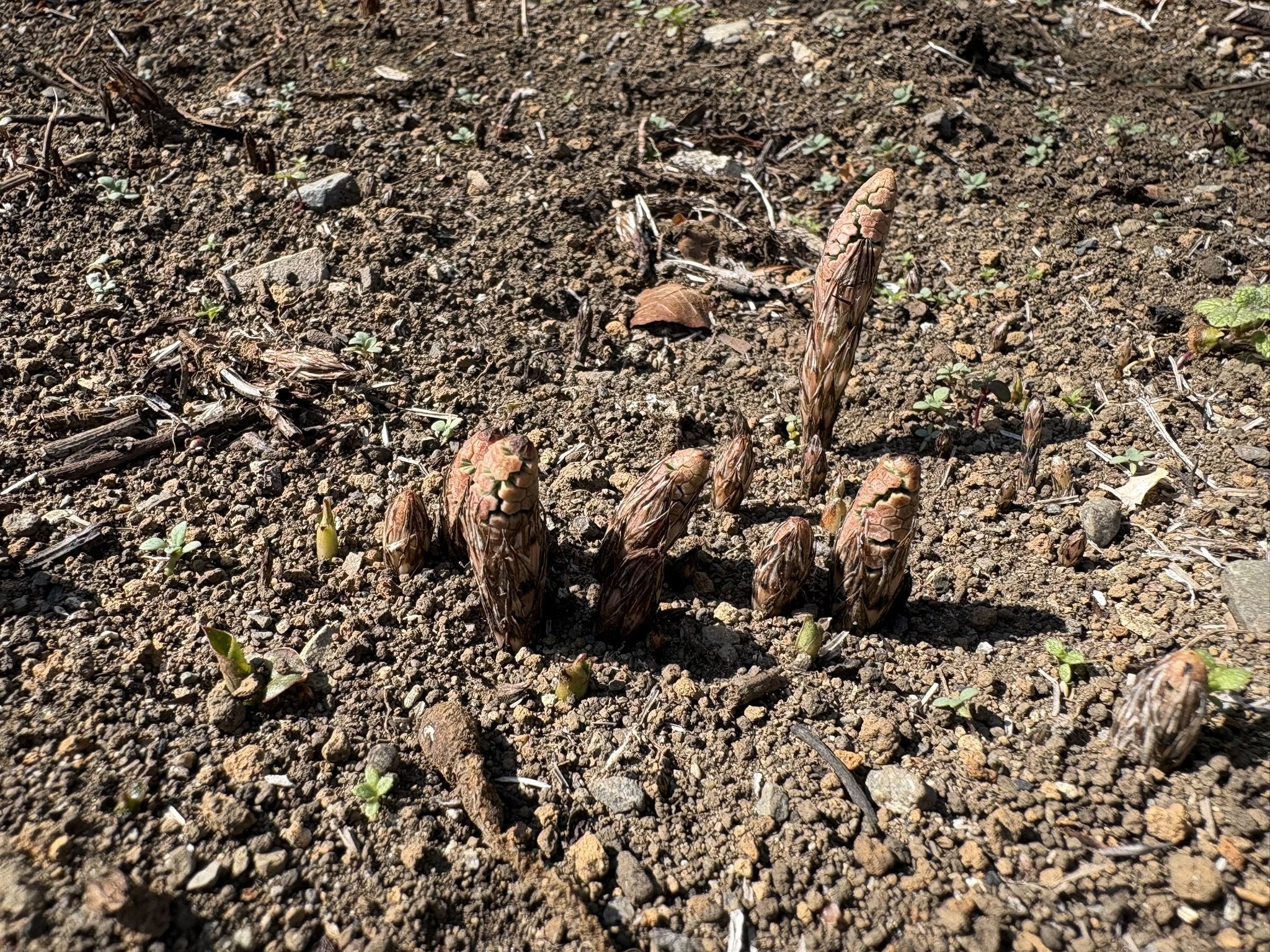 ツクシ発見 2026-02-22