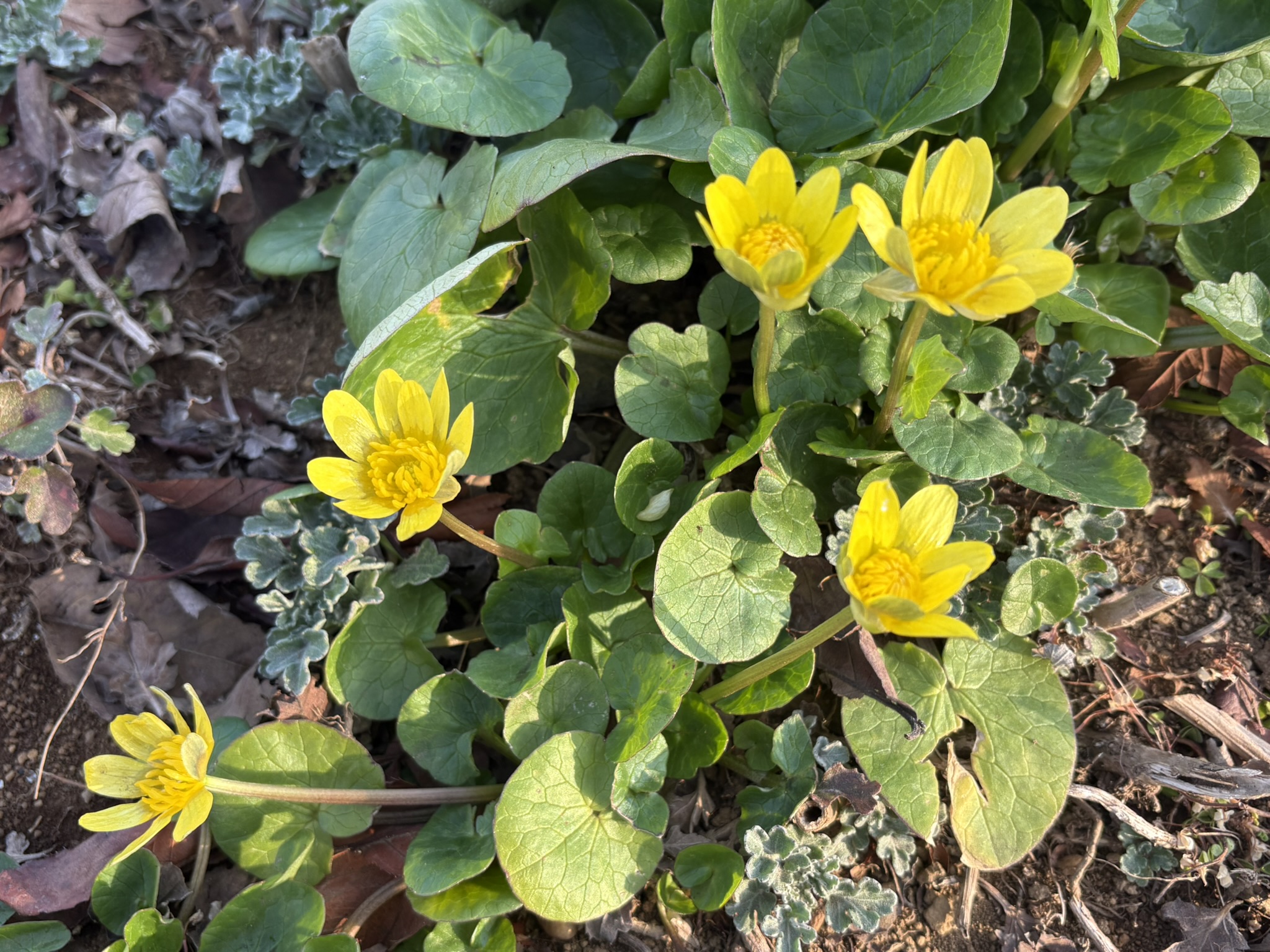 ヒメリュウキンカ 花壇も春の顔ぶれに 2026-02-23