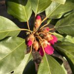 02-23shakunagemodoki