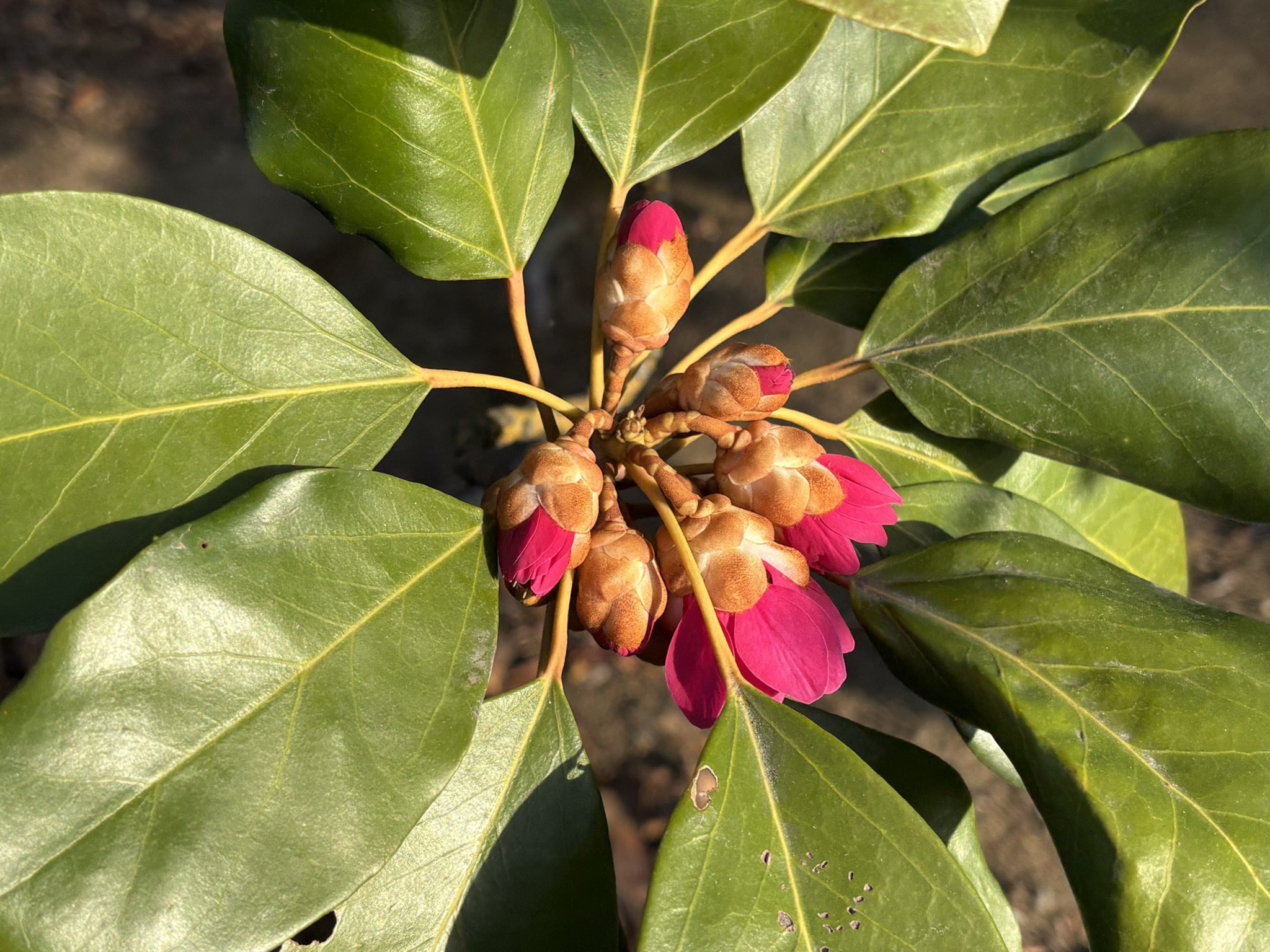 知らなかったシャクナゲモドキ 2026-02-23