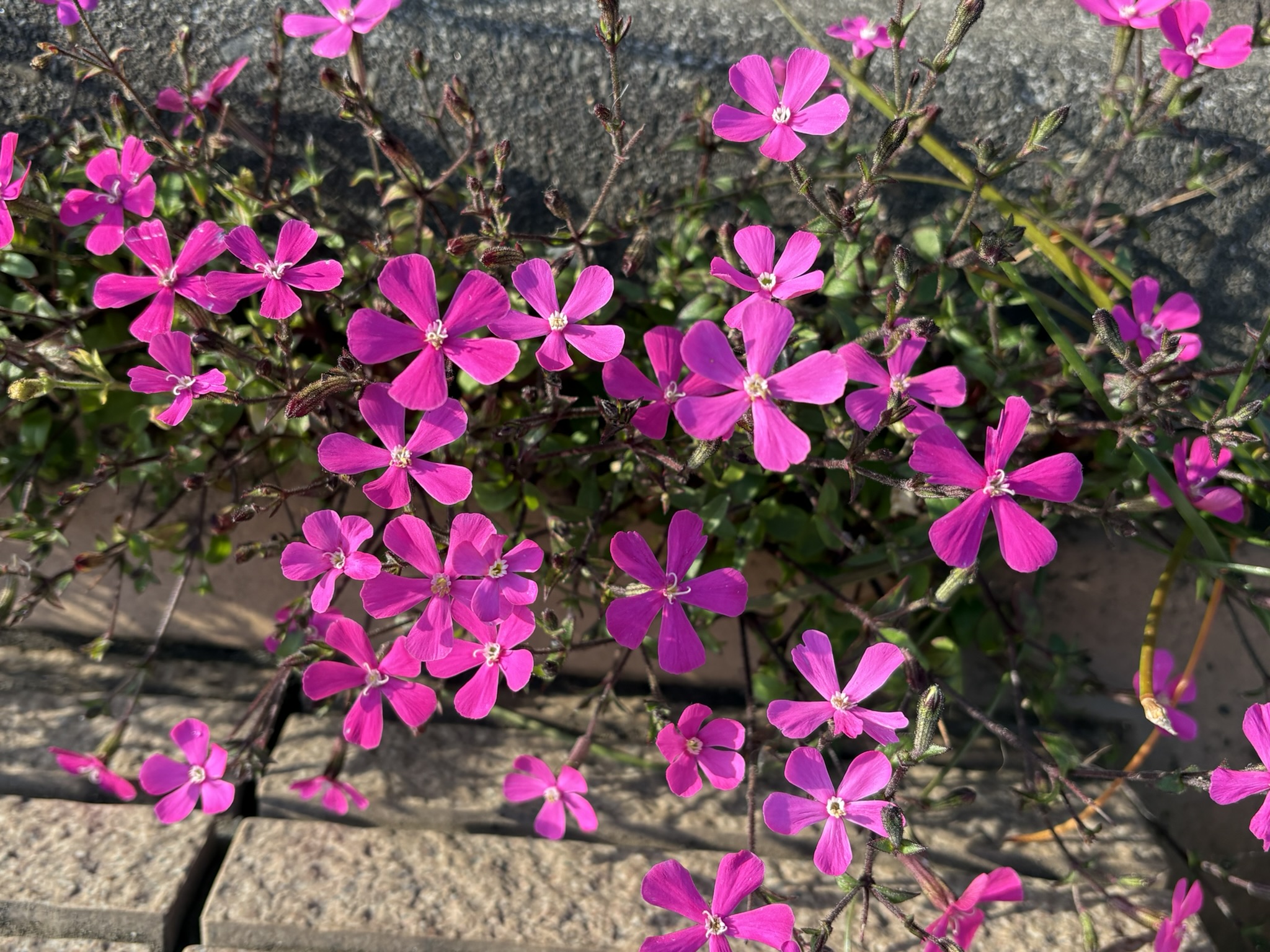 02-23sirenekarorinia