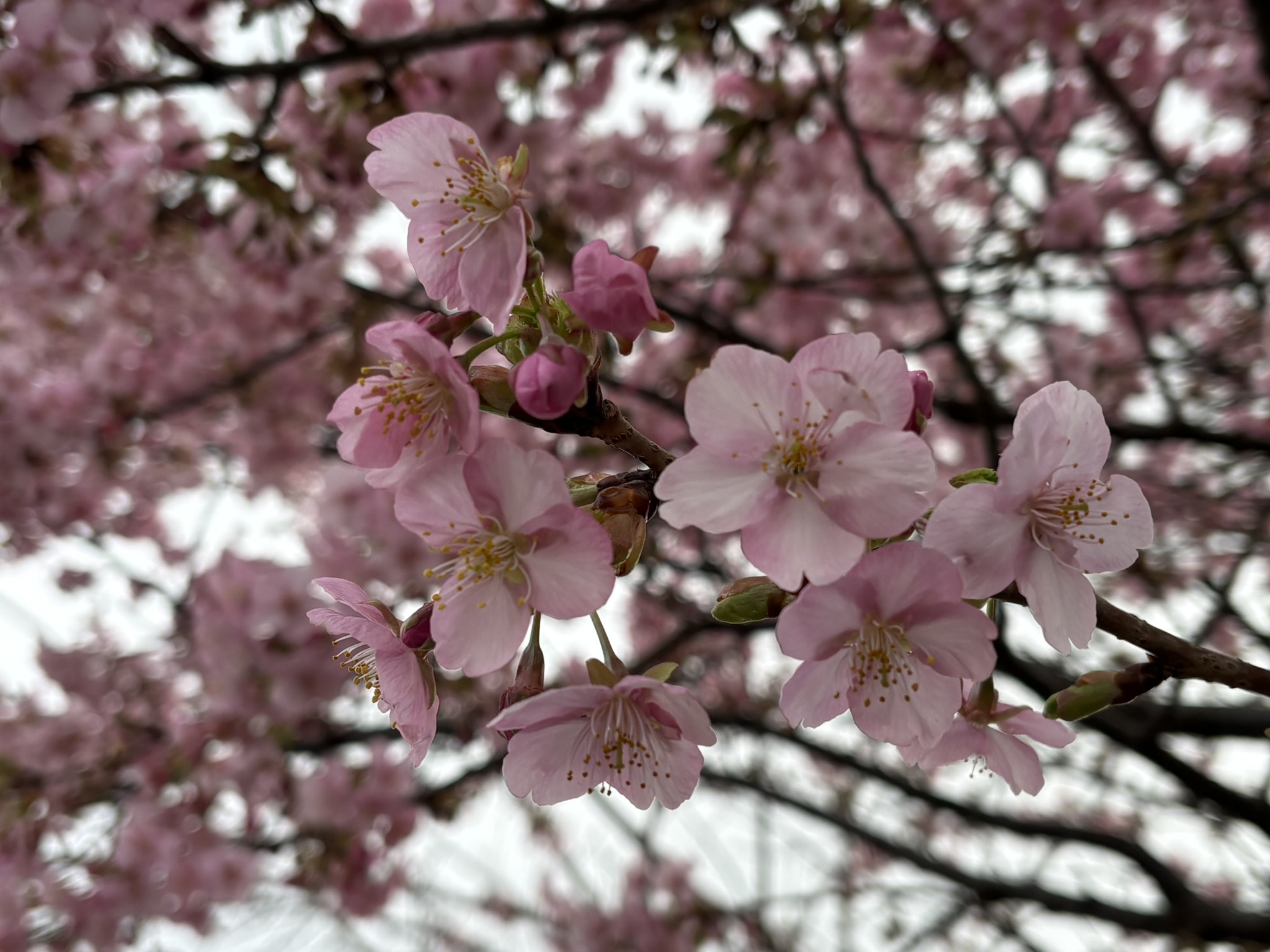 ひと際鮮やかなカワヅザクラの名木 2026-02-24
