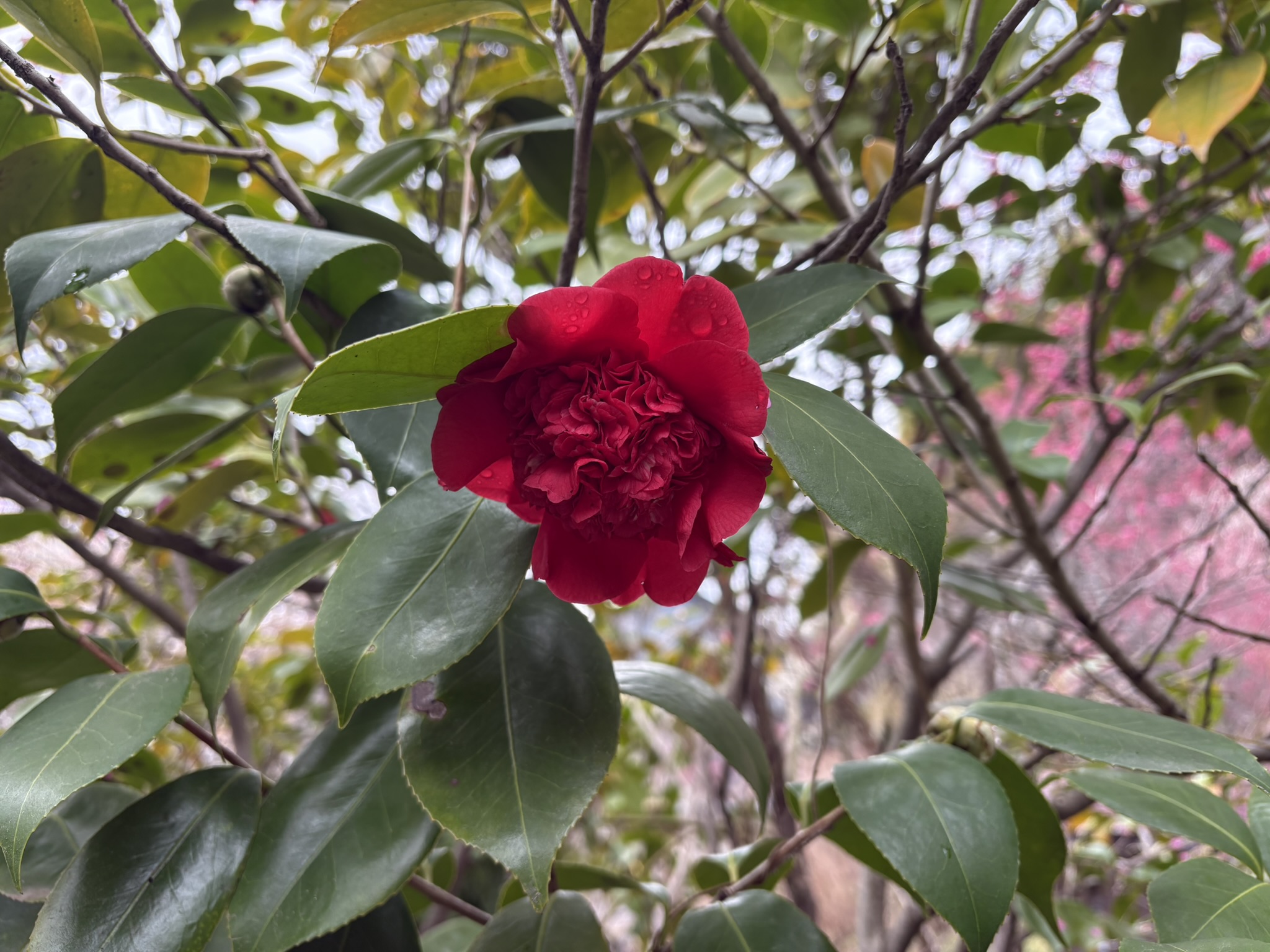 バラの様なツバキは紅唐子 2026-02-26