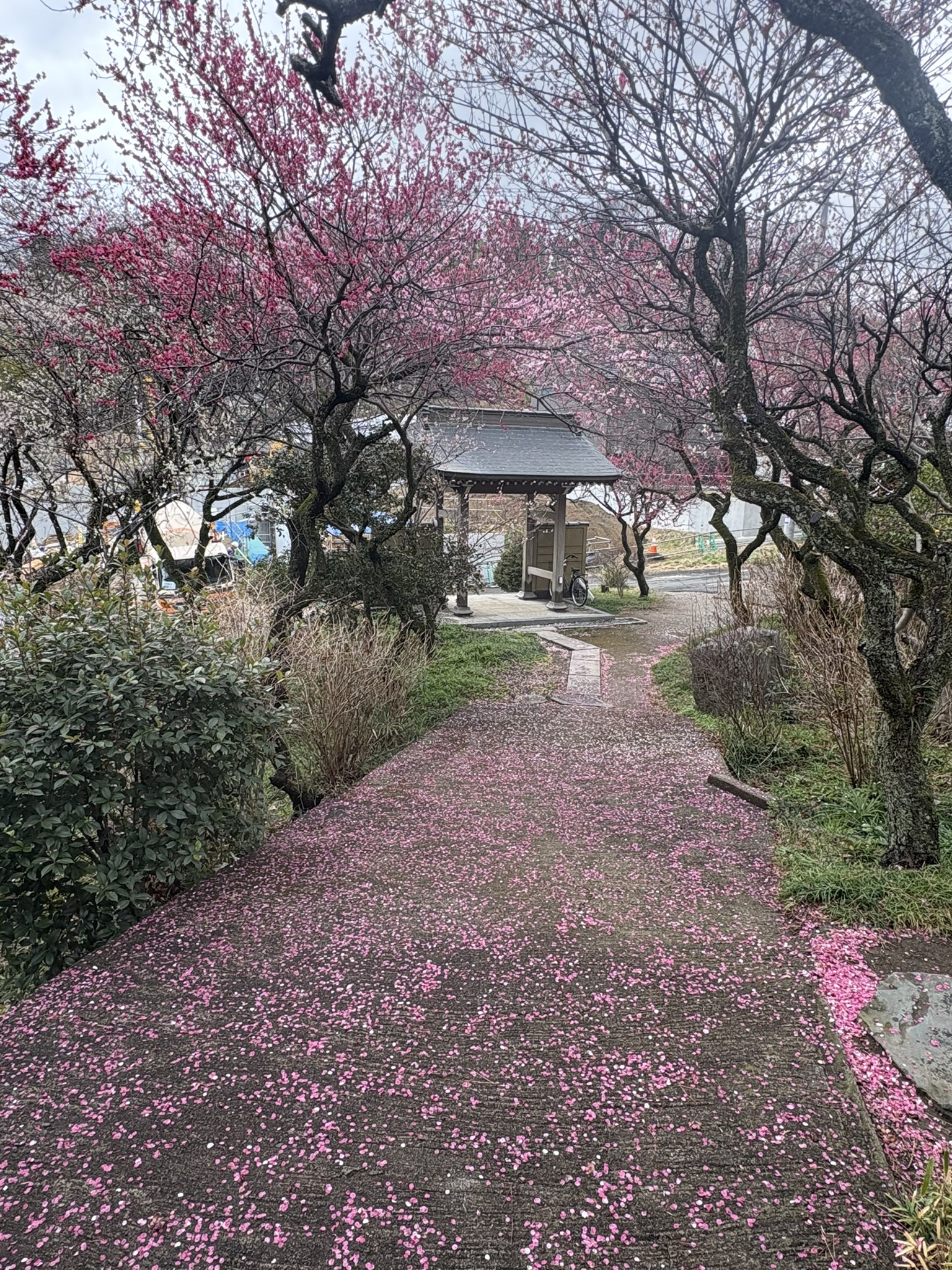 妙覚寺ウメで敷き詰められた参道 2026-02-26
